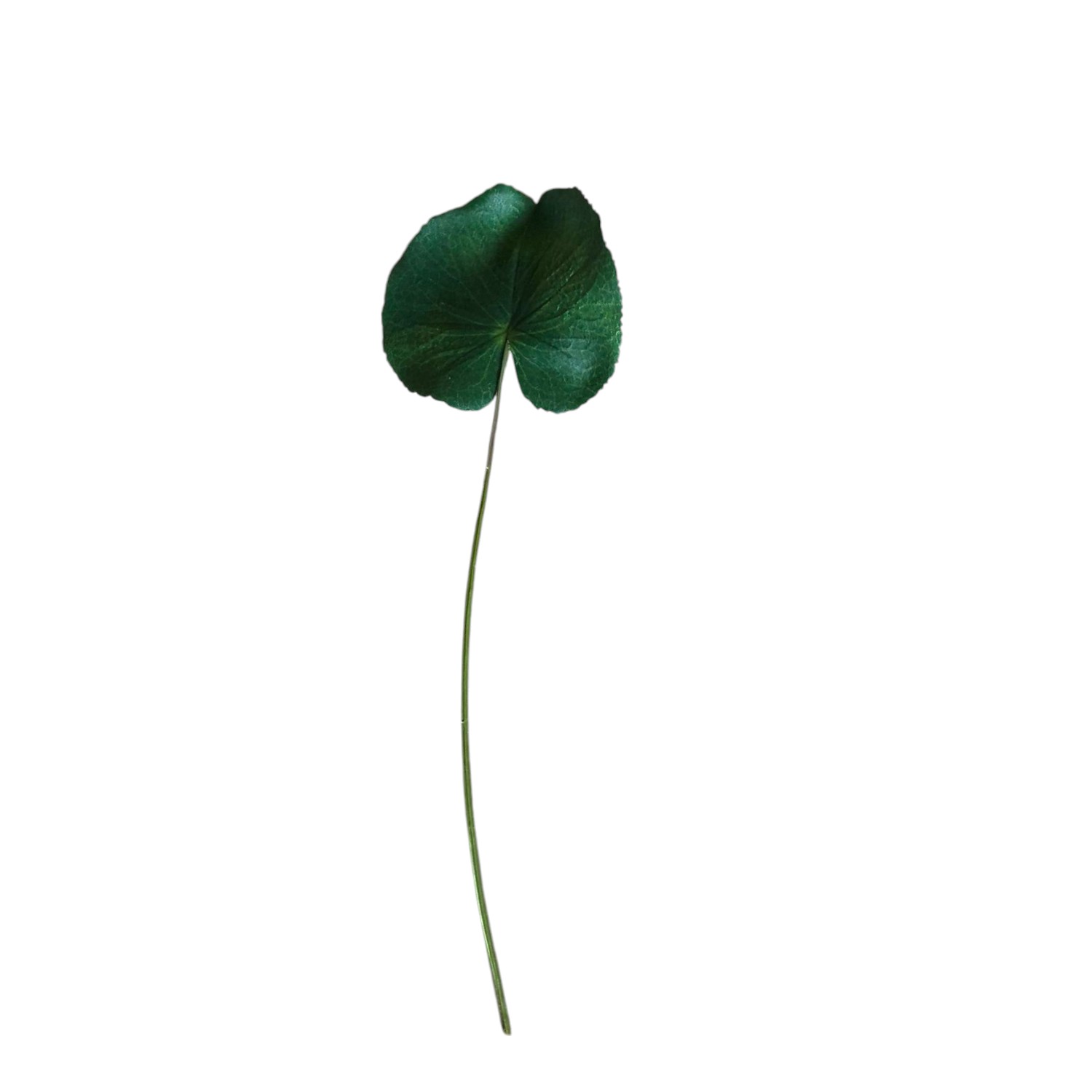 HOJA GERANIO