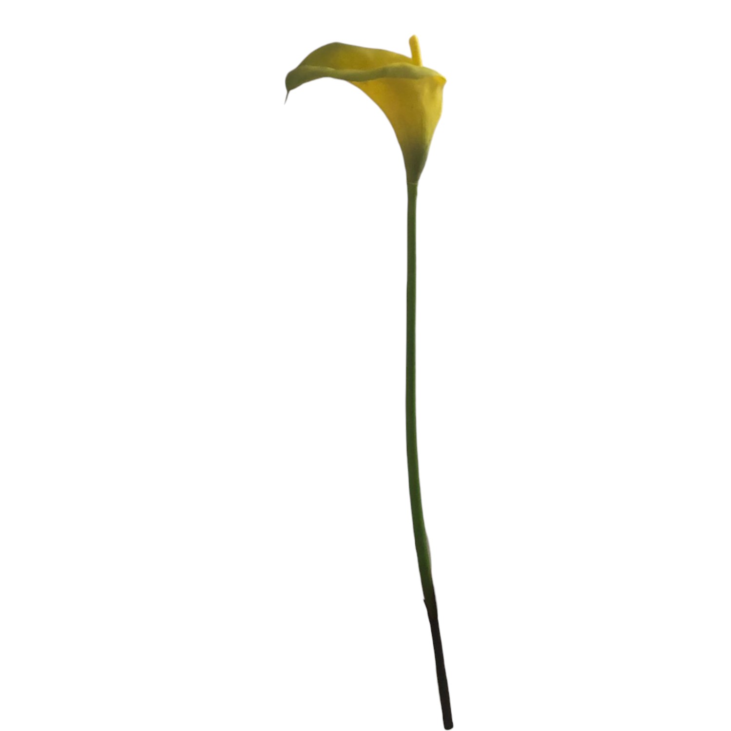 CALLA SINGLE