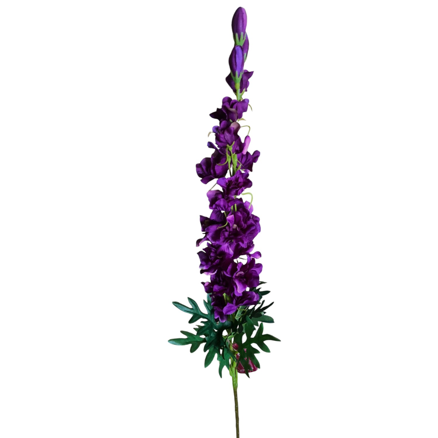 DELPHINIUM