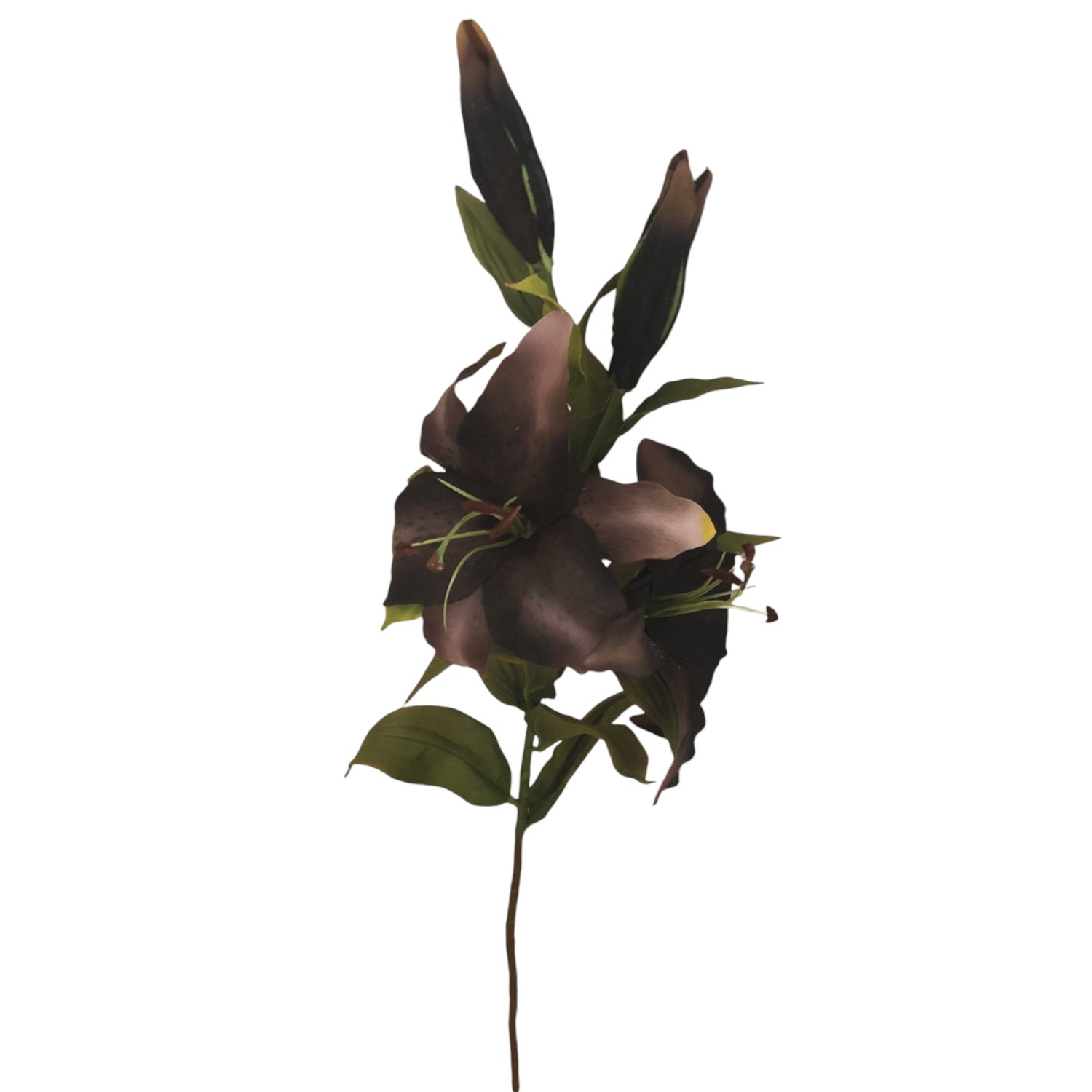 LILY