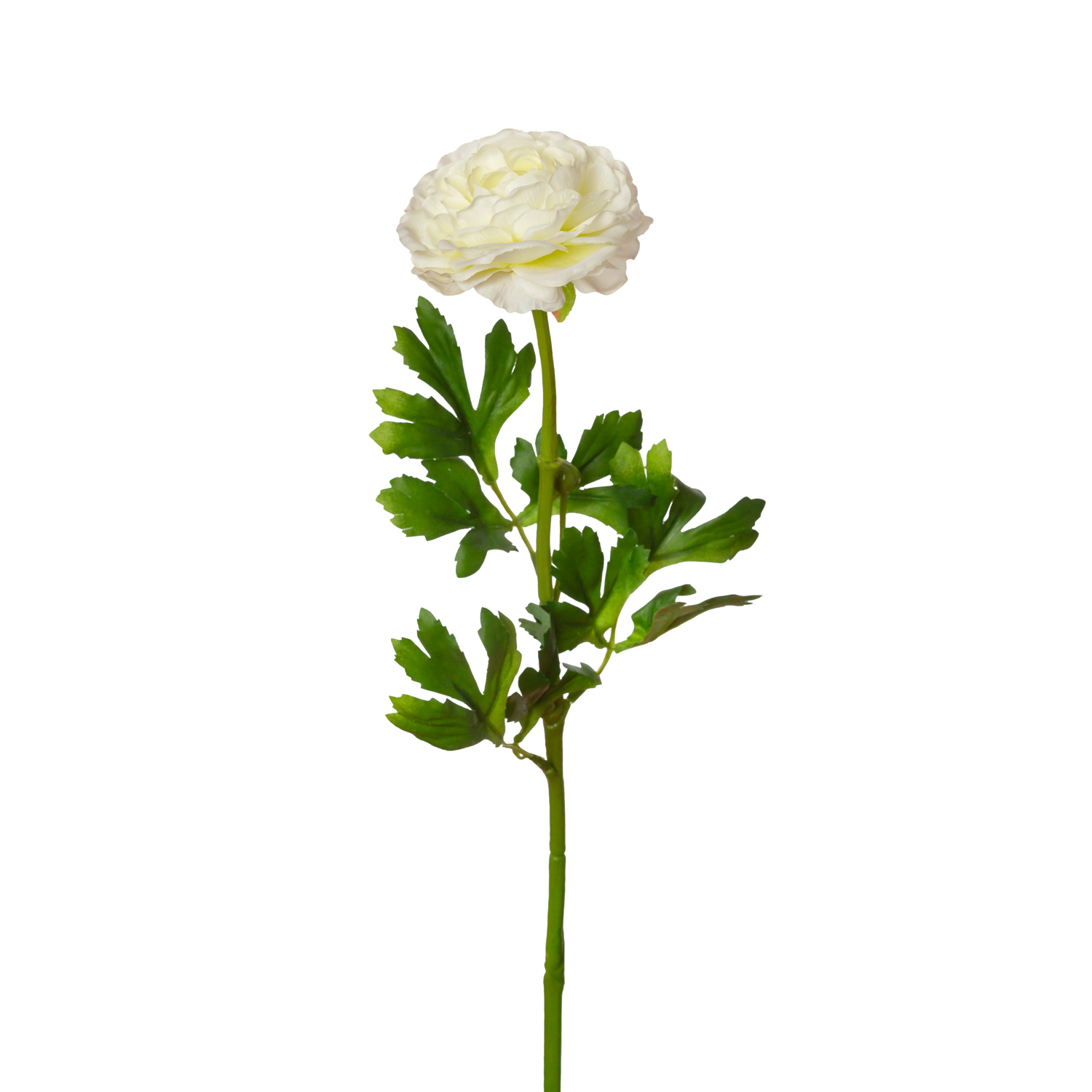RANUNCULOS