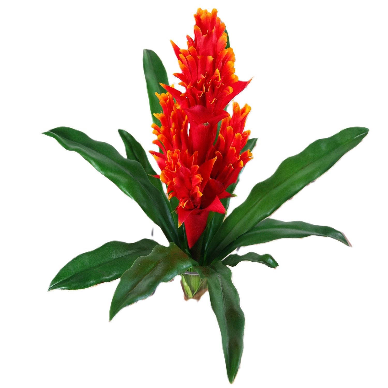 PLANTA HELICONIA