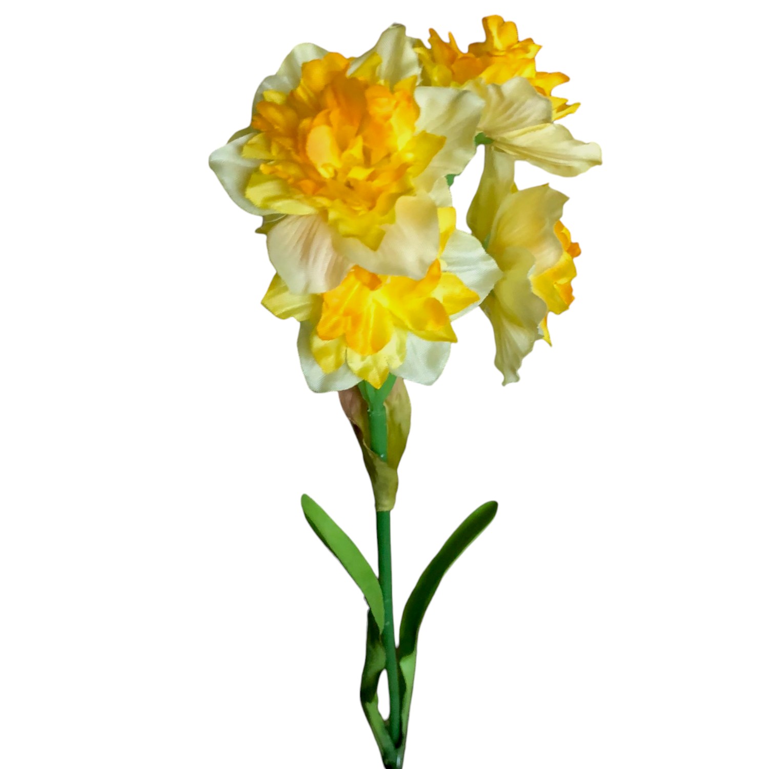 NARCISO *6