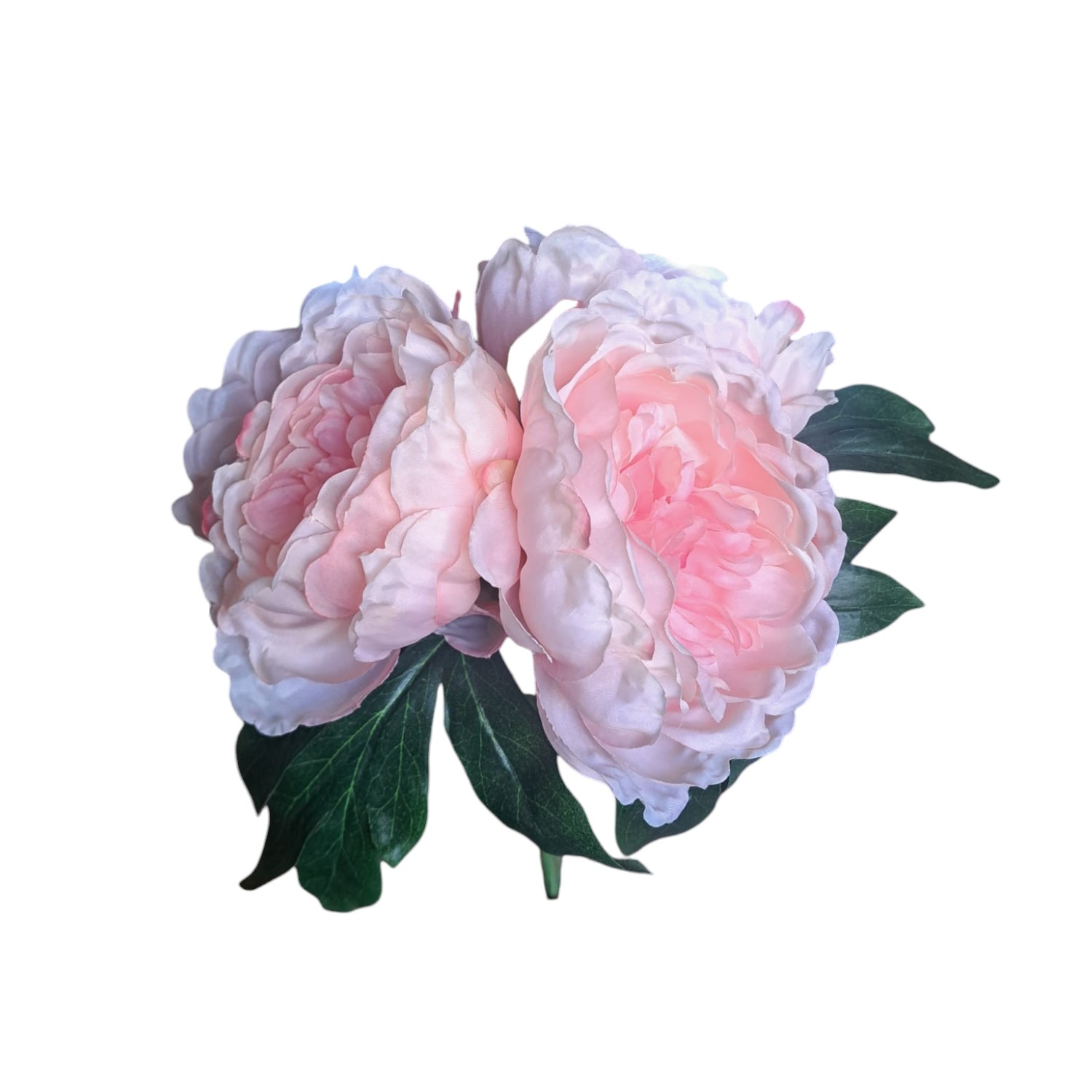 RAMO PEONIA