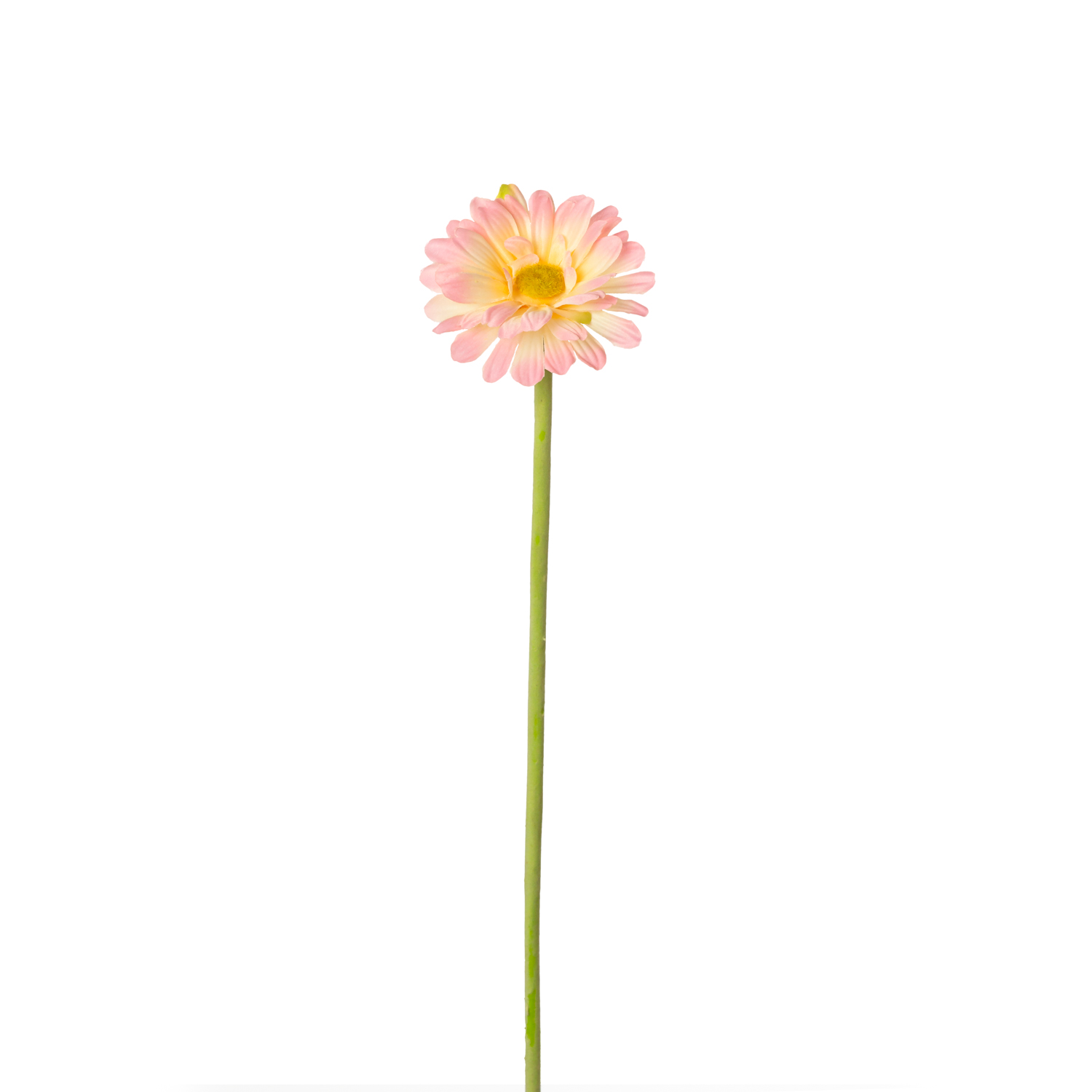 GERBERA