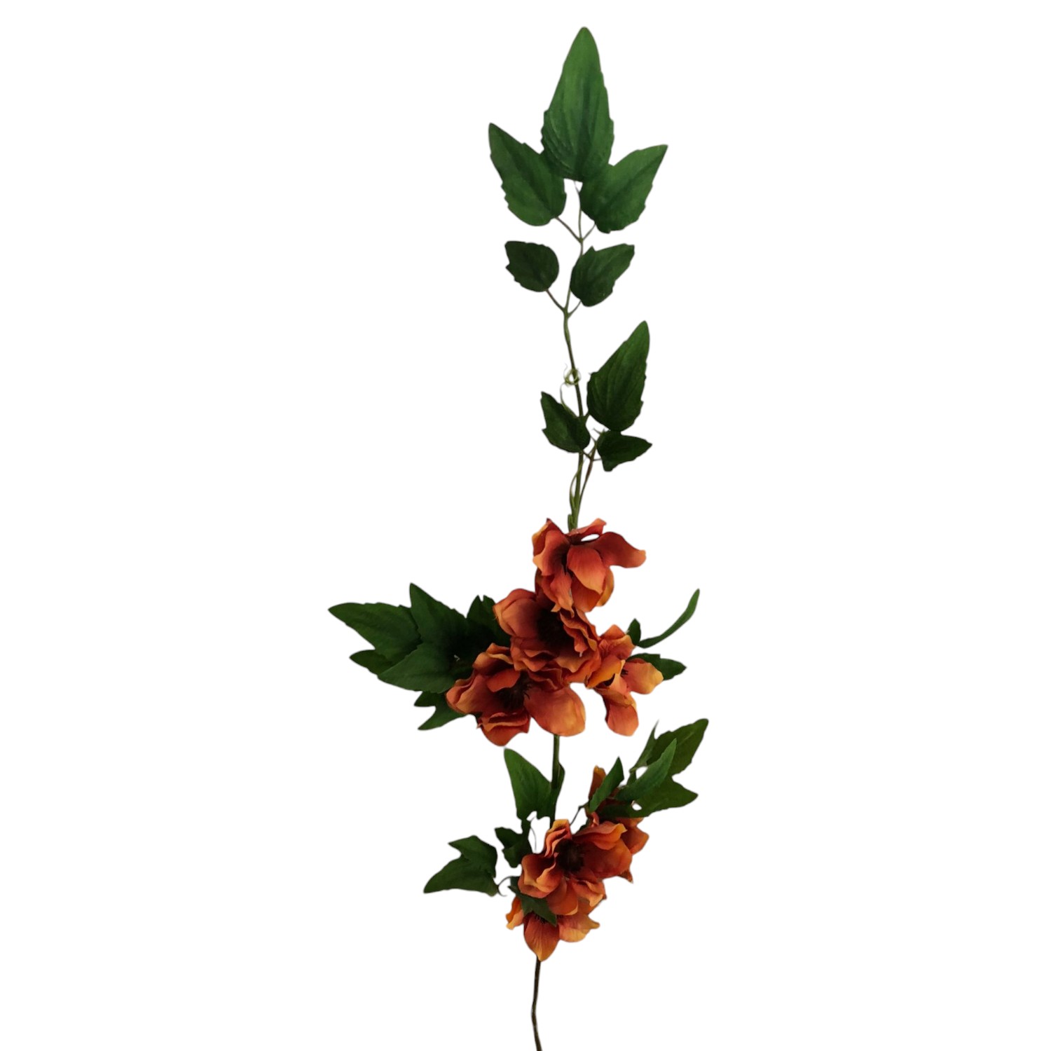 SINGLE ASPHODEL