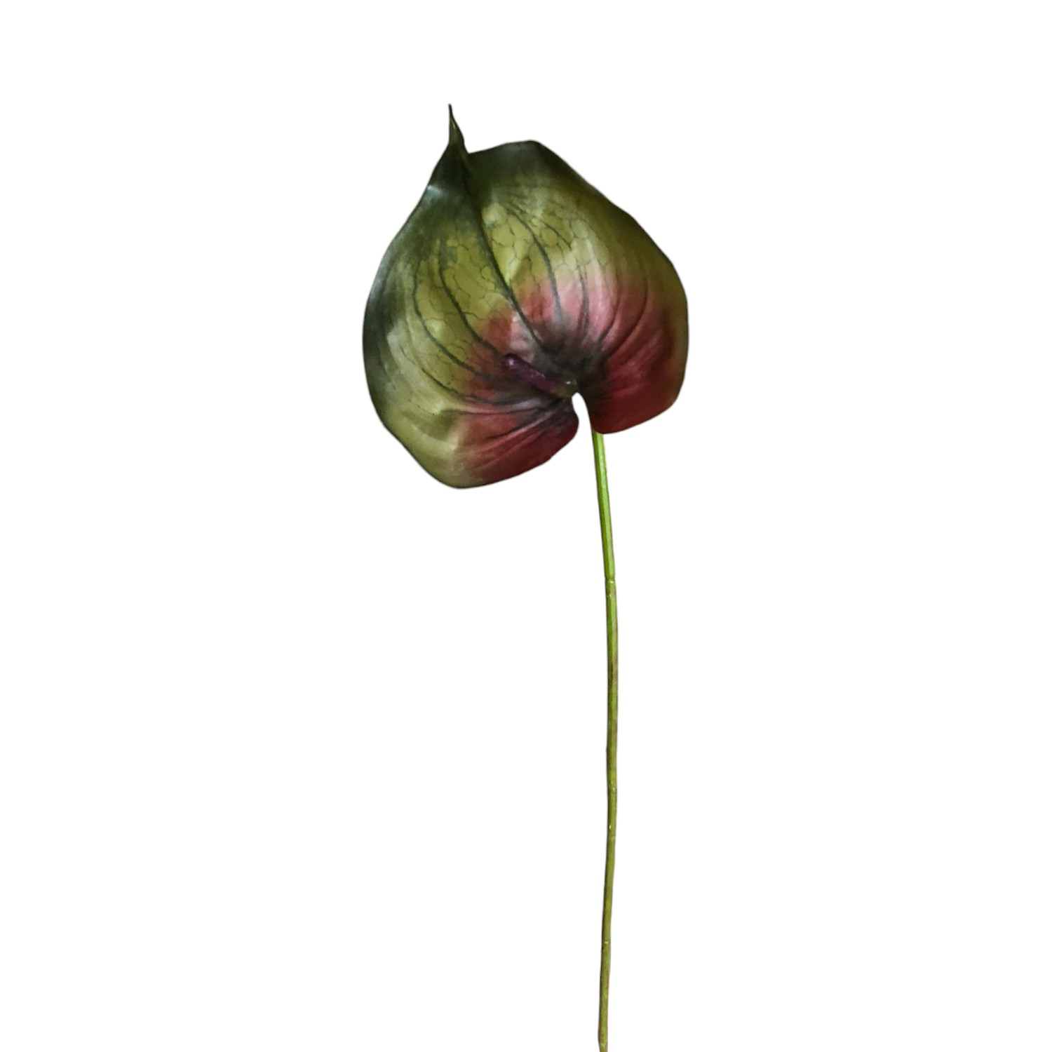 ANTHURIUM
