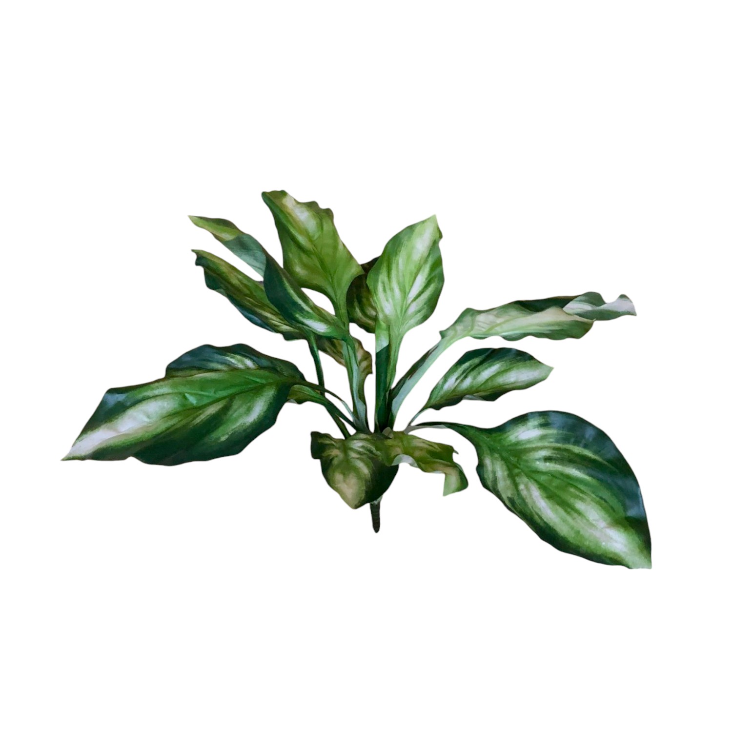 HOSTA