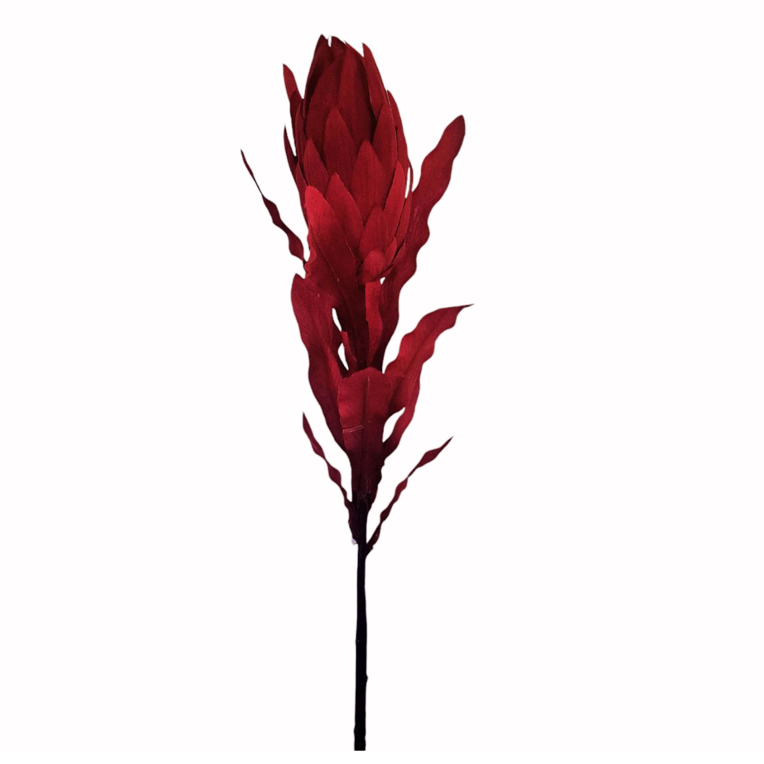 PROTEA