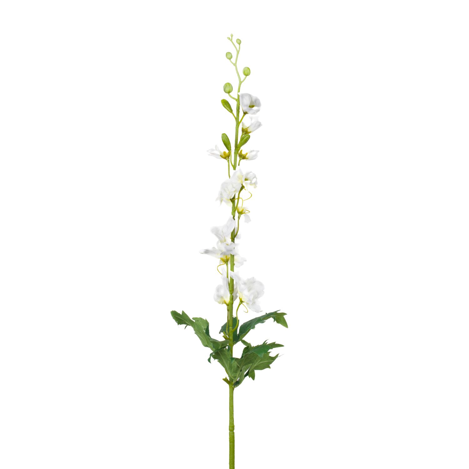 DELPHINIUM VARA