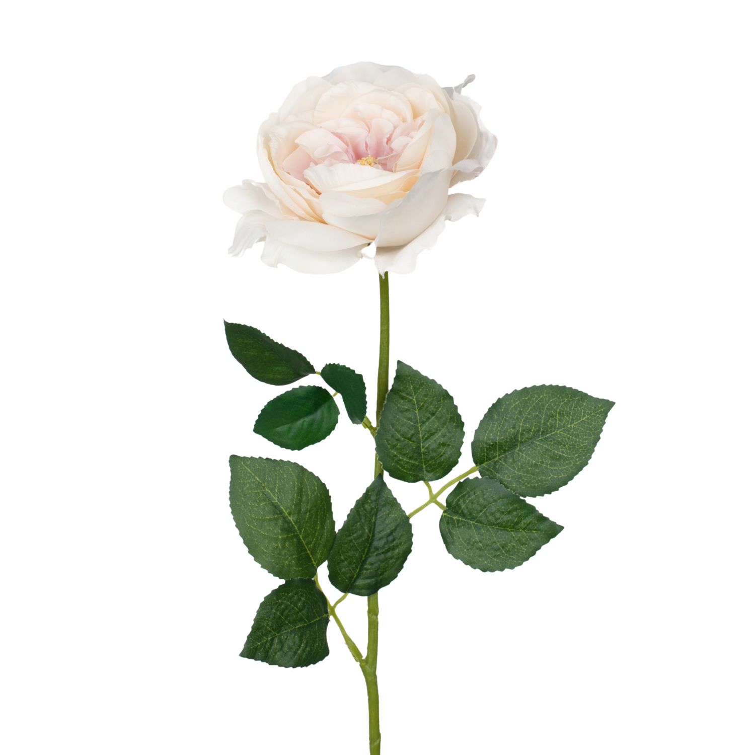 ROSA INGLESA