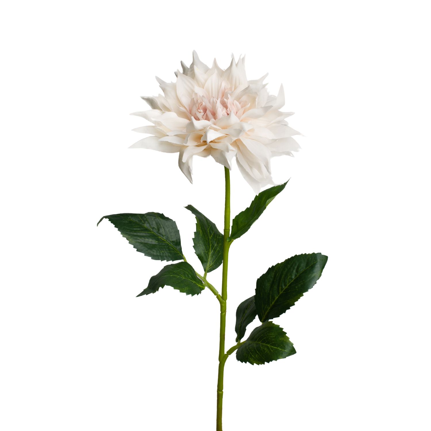 DAHLIA SIMPLE