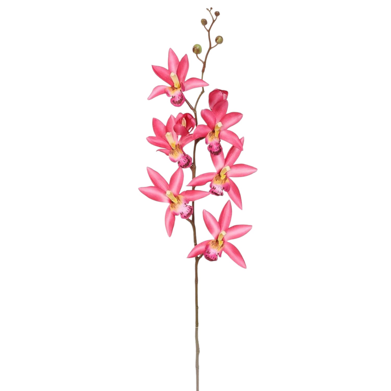 ORQUIDEA