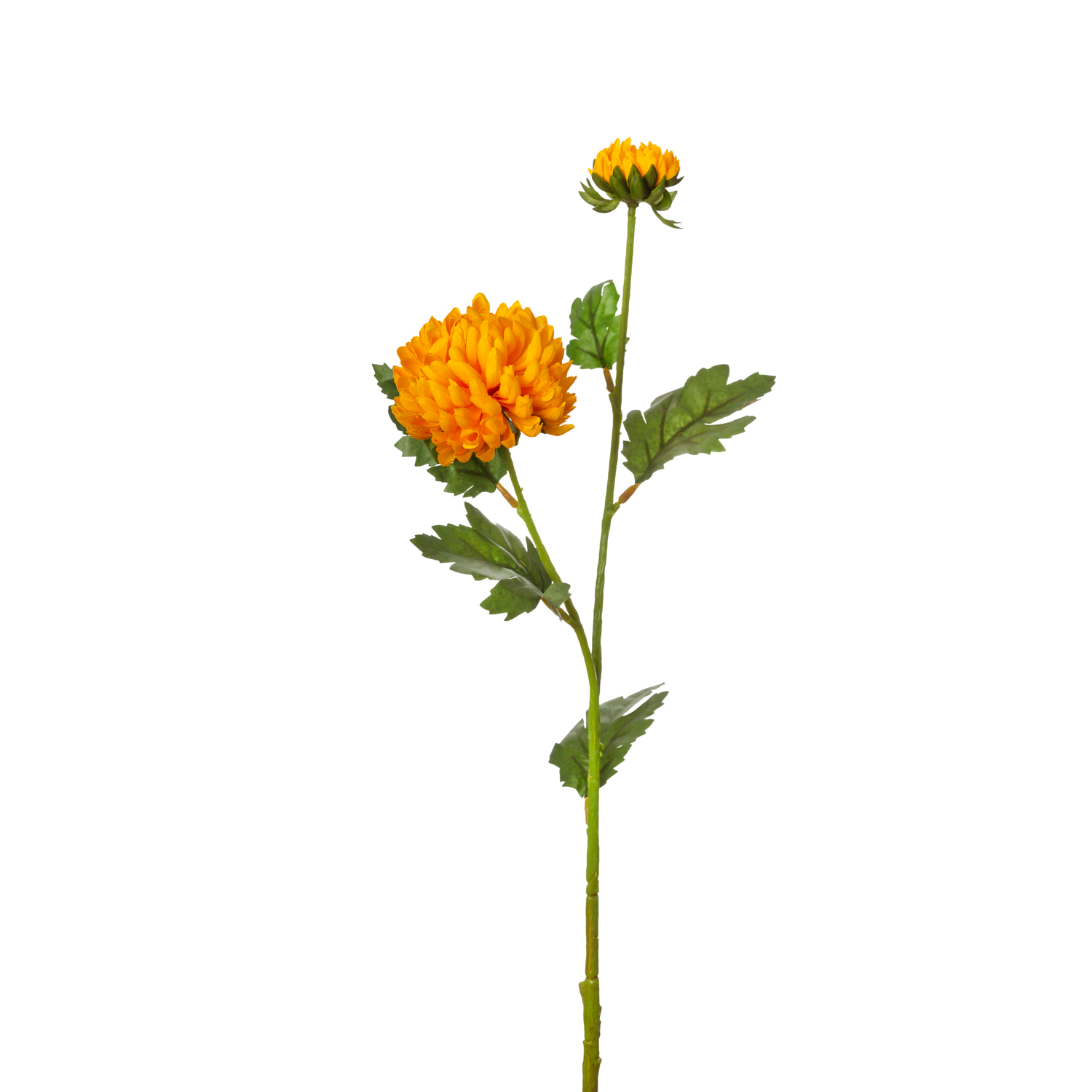 CHRYSANTHEMUM