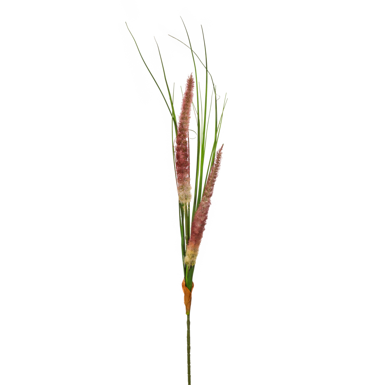 RAMA CATTAIL