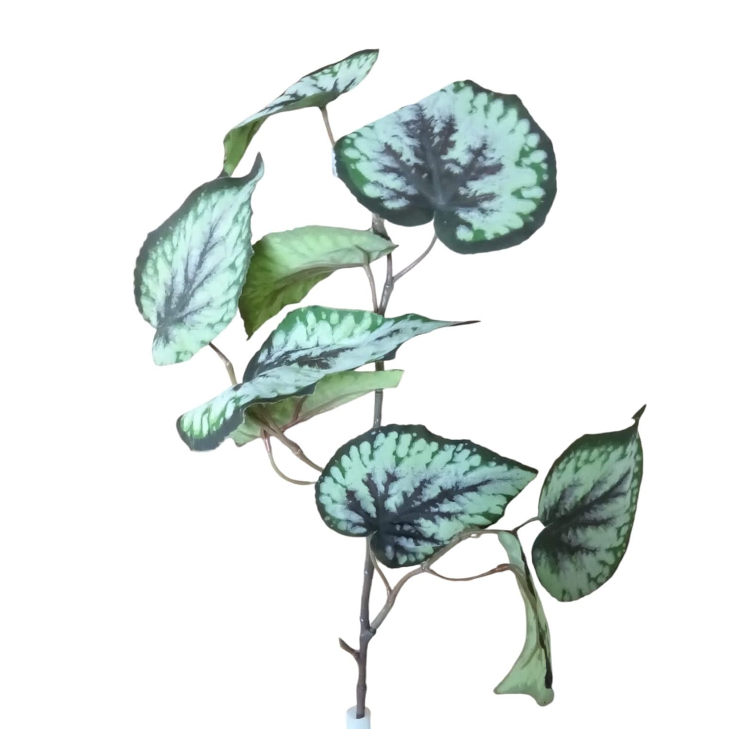 RAMA BEGONIA