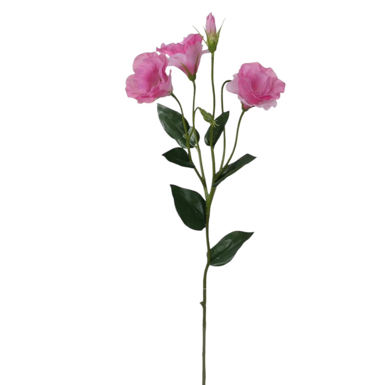 LISIANTHUS