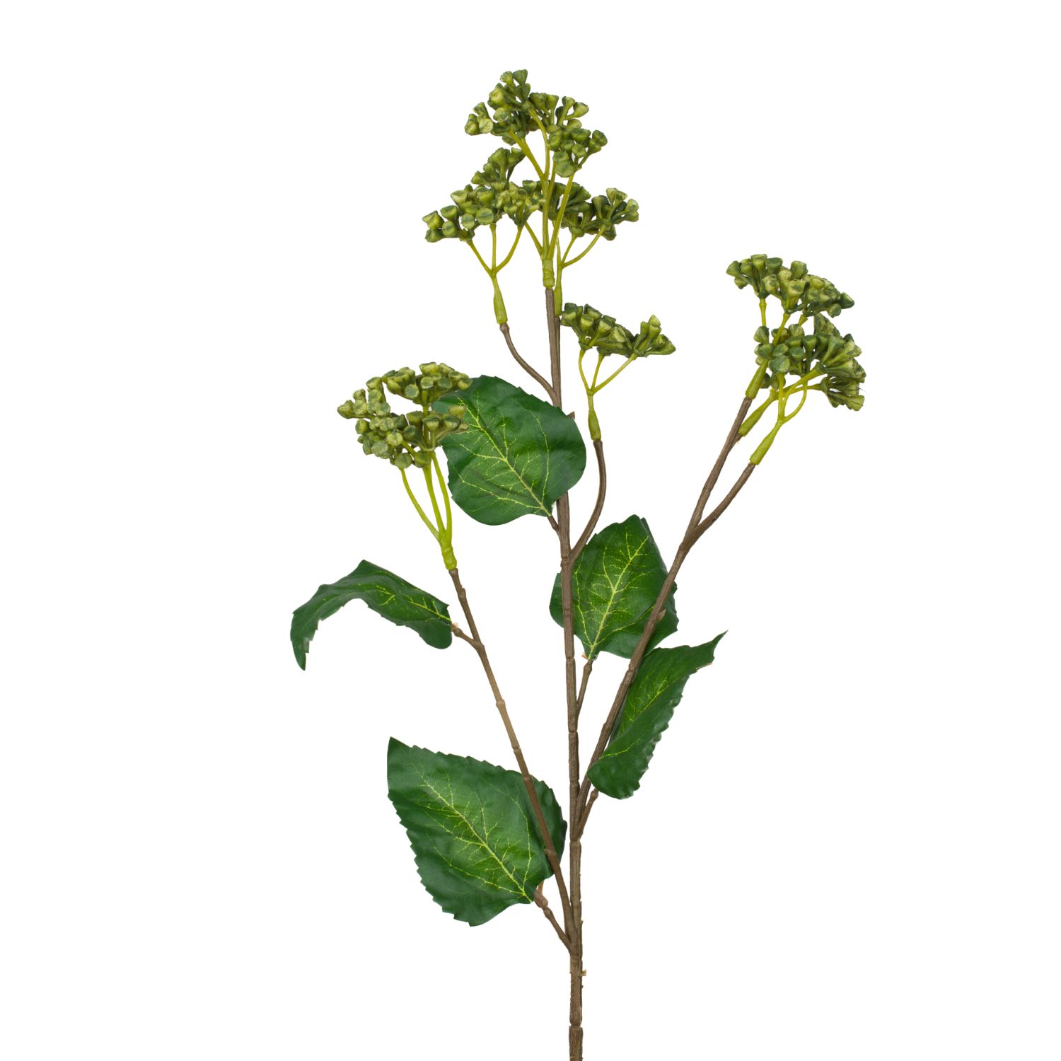 HEDERA