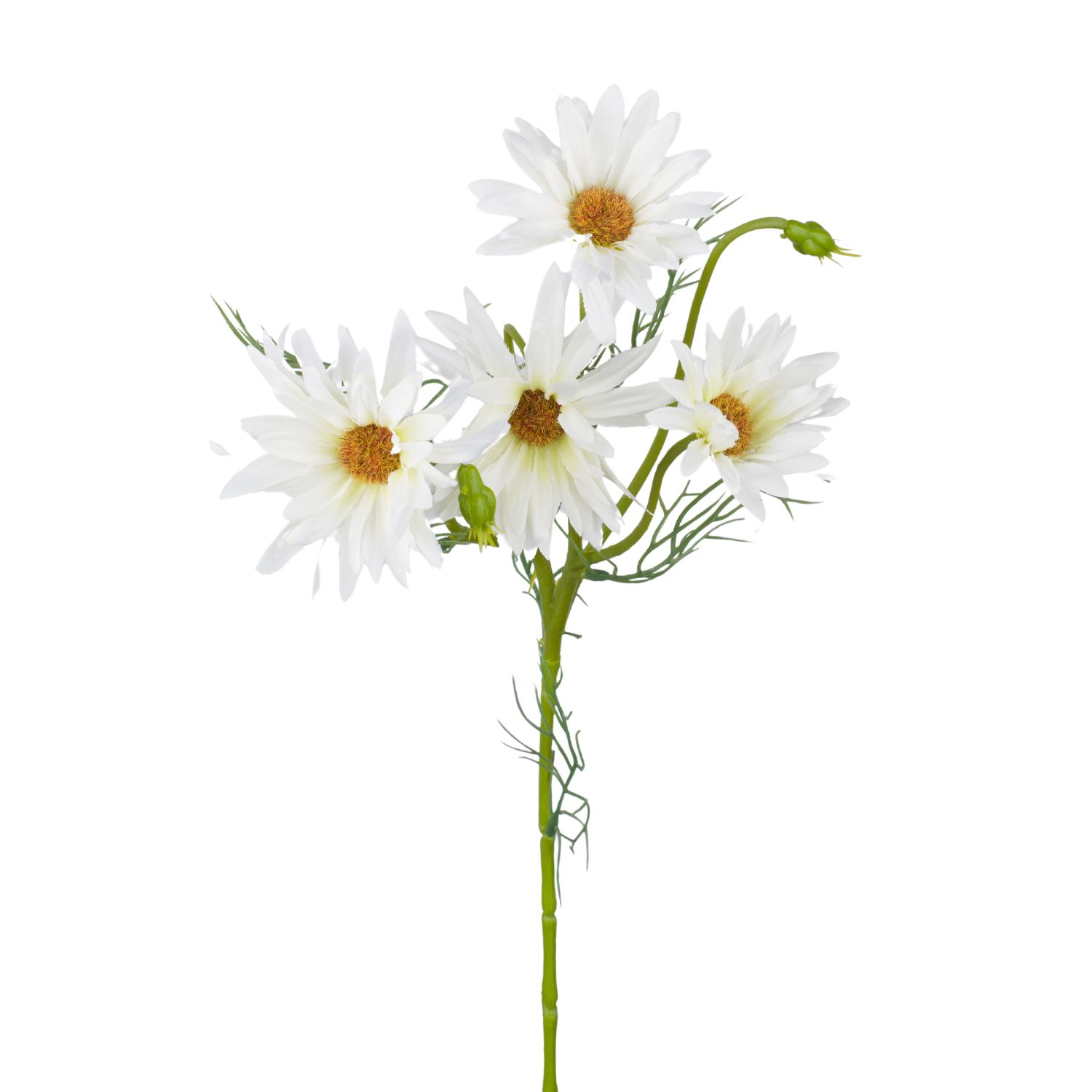 MARGARITA DAISY X4