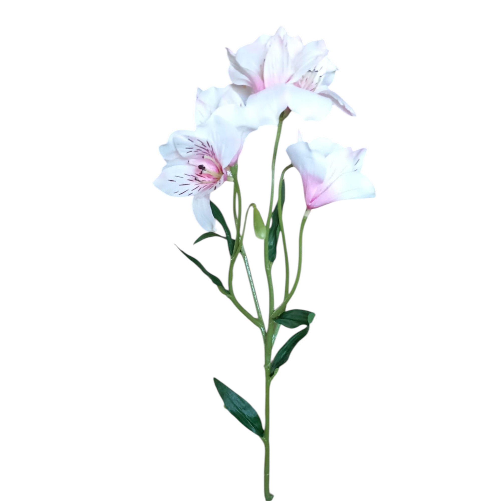 ALSTROMERIA RAMA
