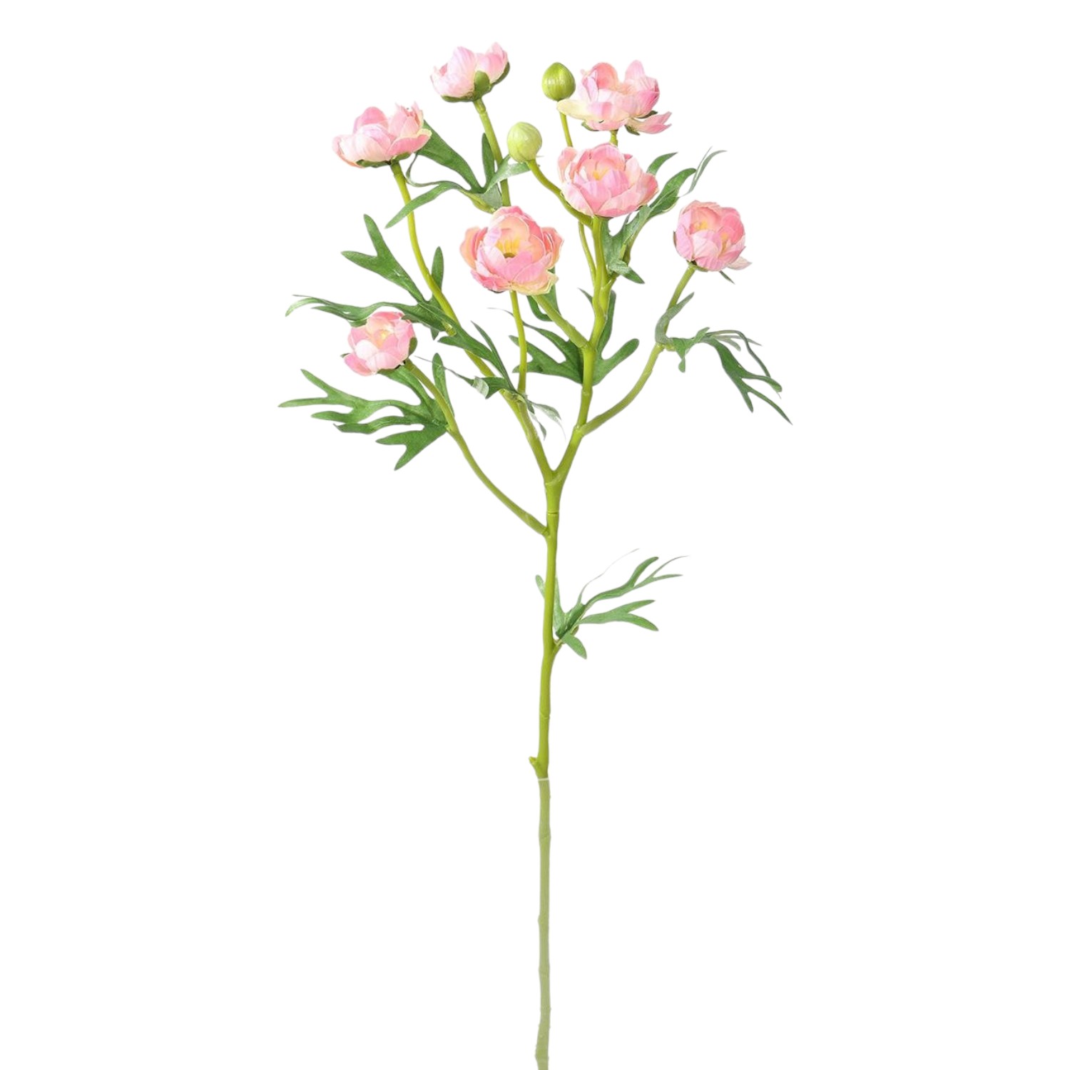 RANUNCULOS SPRAY