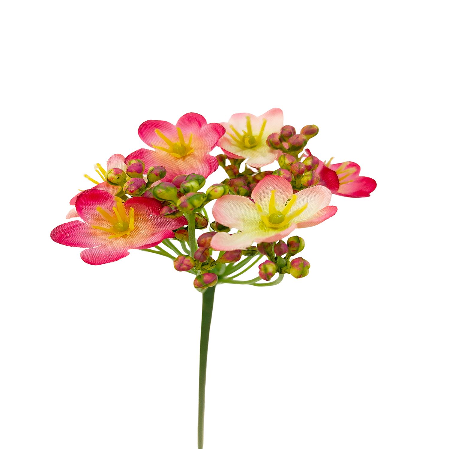 SEDUM