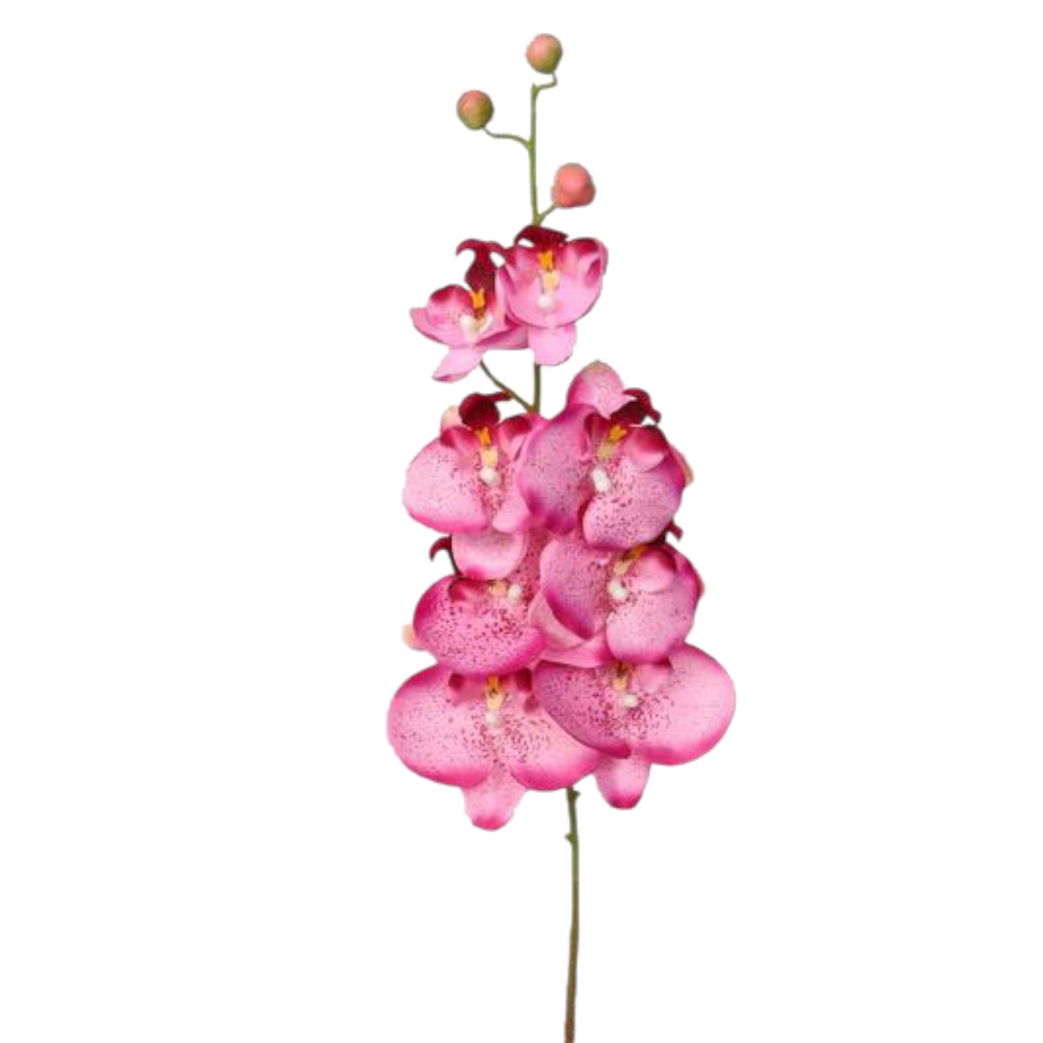 ORQUIDEA