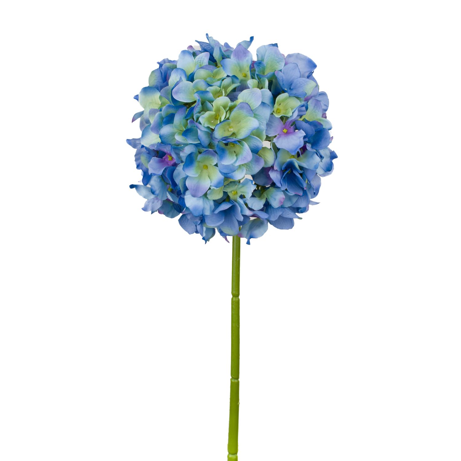 HORTENSIA