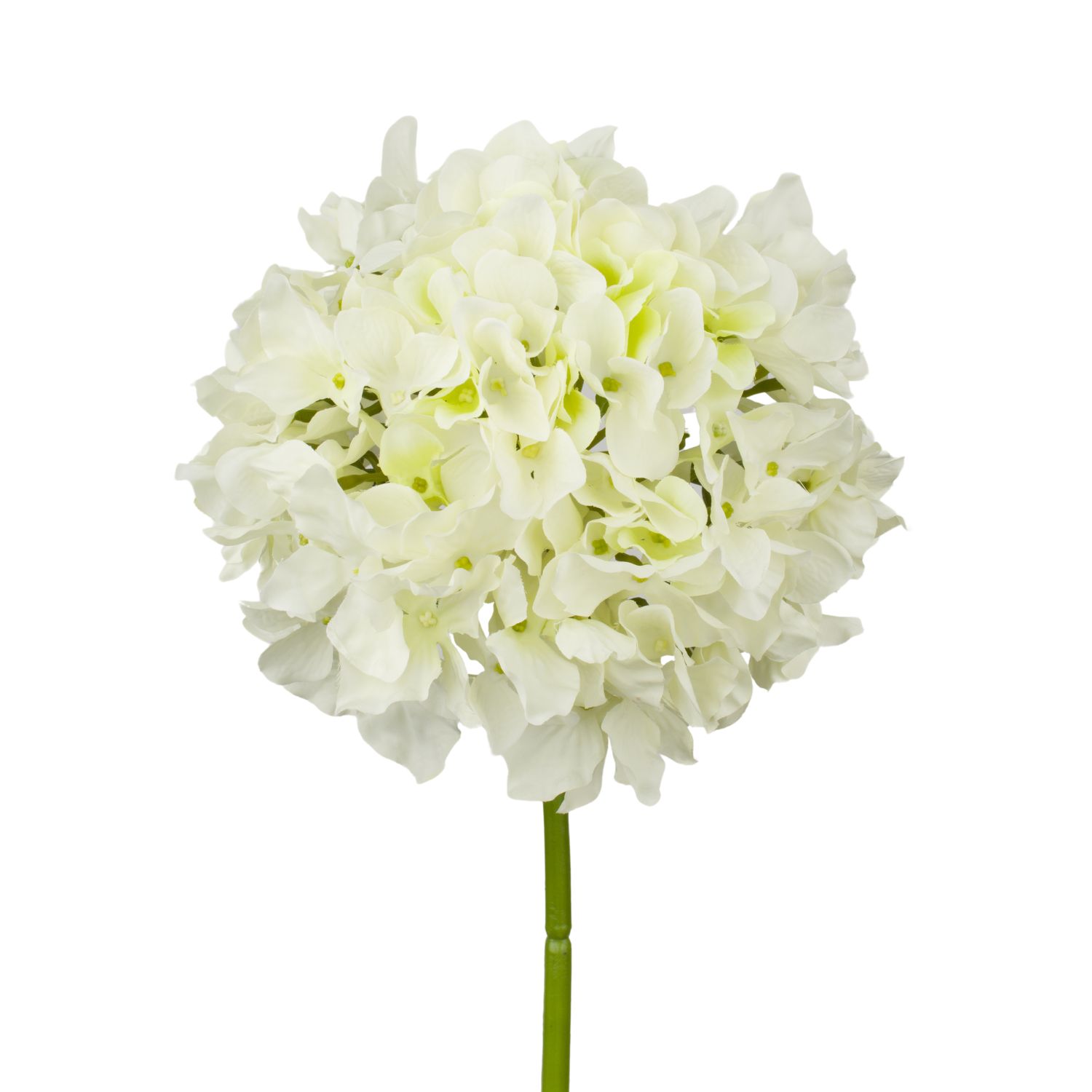 HORTENSIA