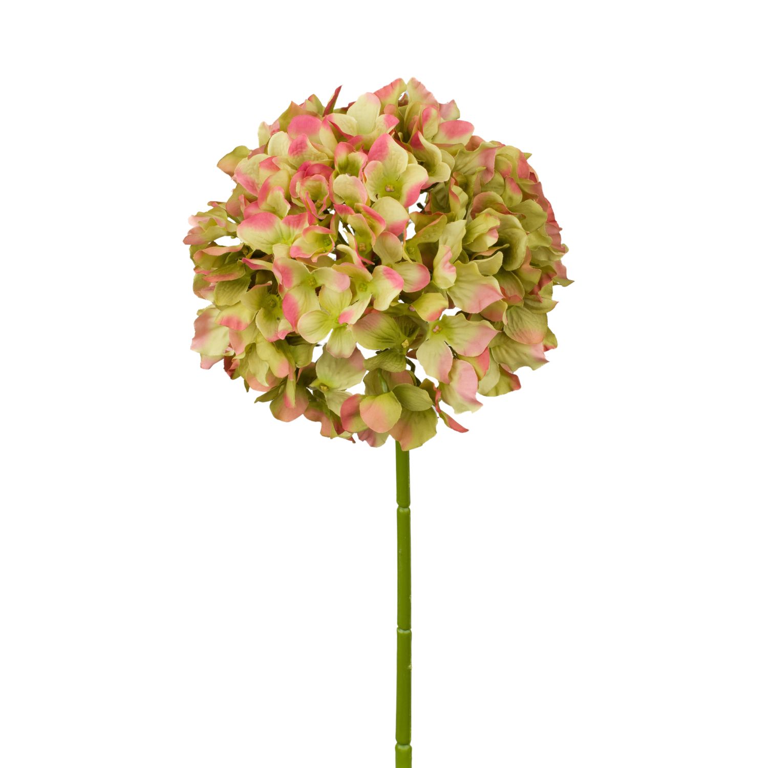 HORTENSIA
