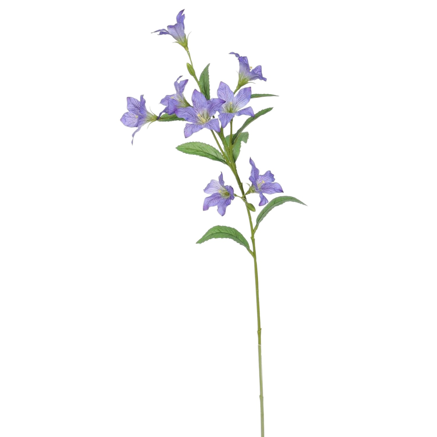 BALLOON FLOWER