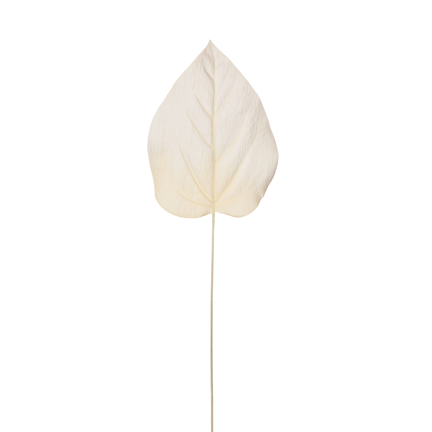 HOJA DE ANTHURIUM