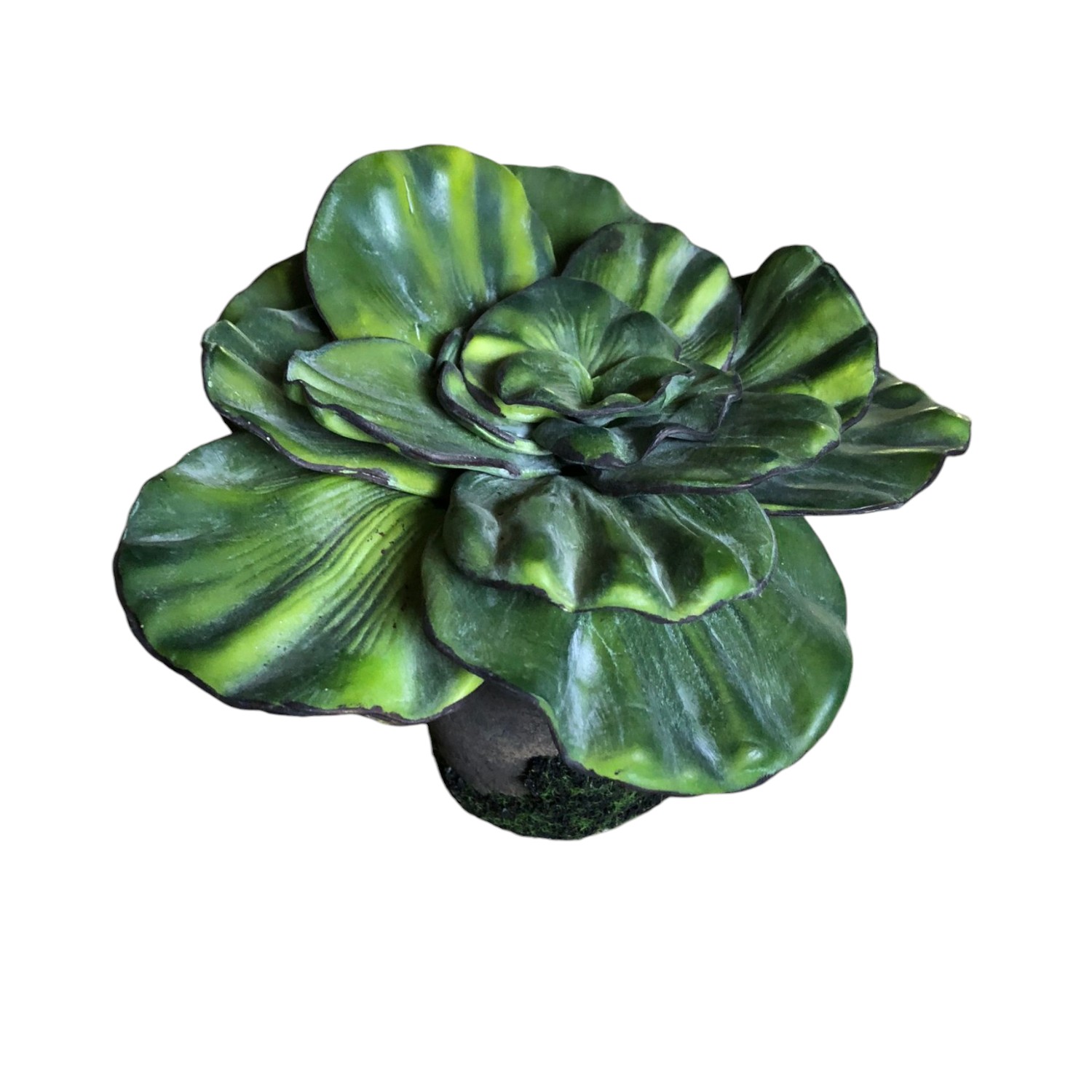 AEONIUM