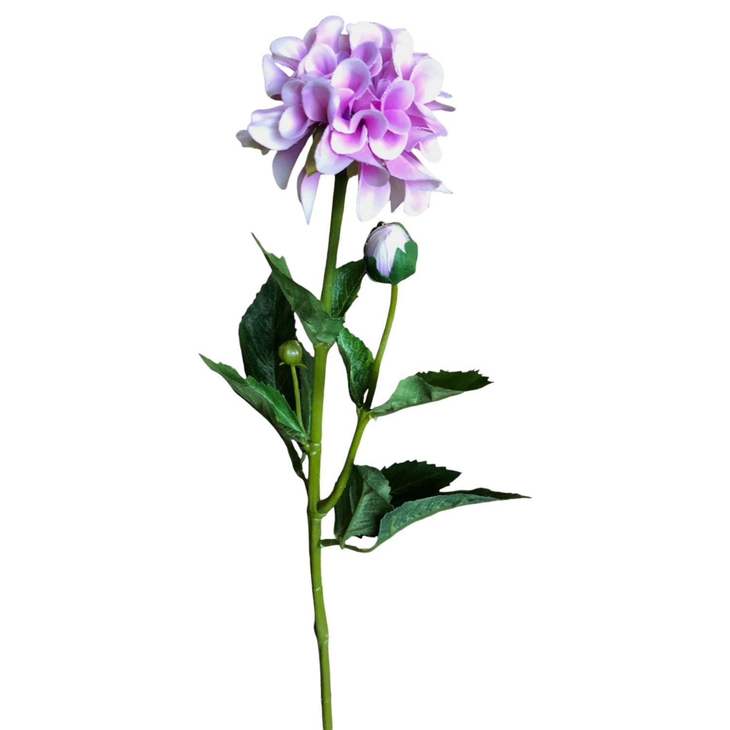 DAHLIA