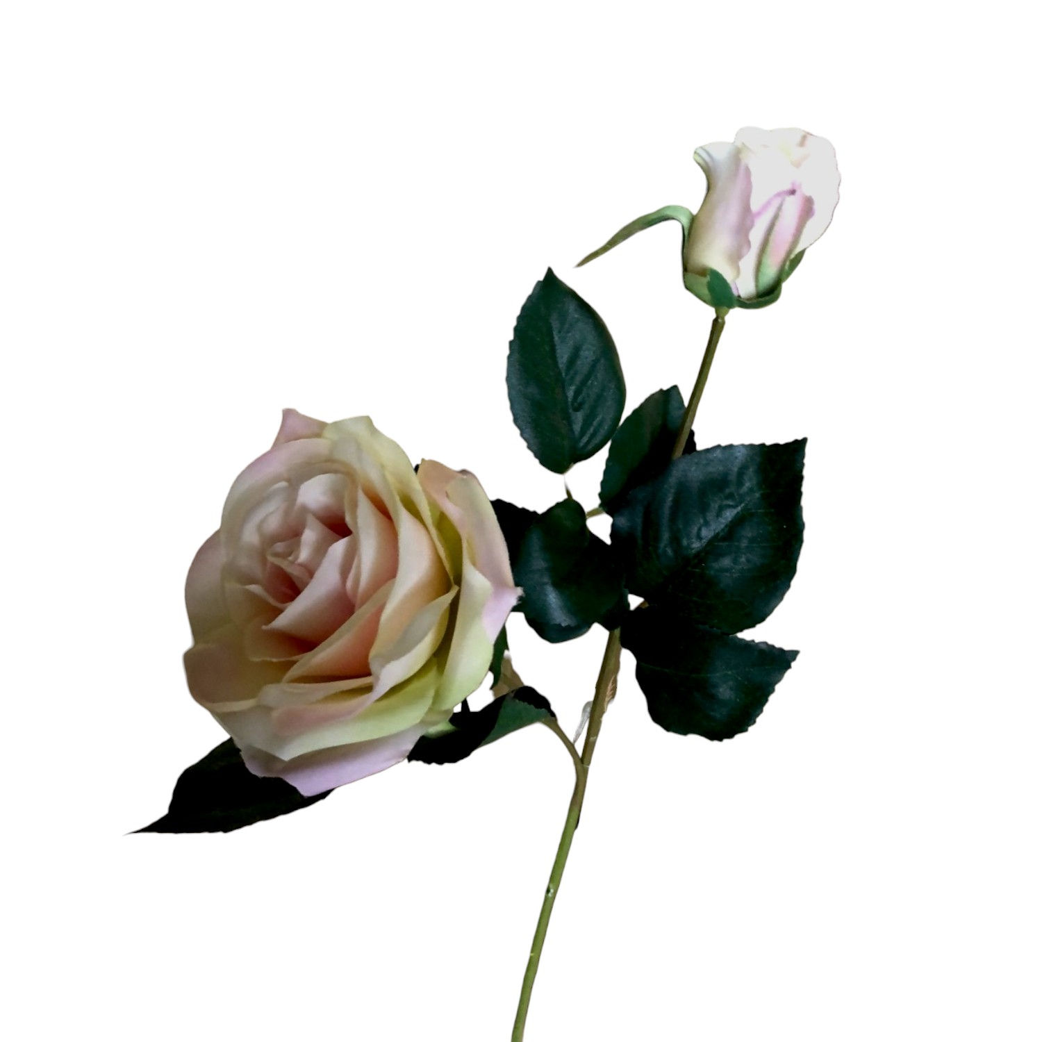 ROSA *2