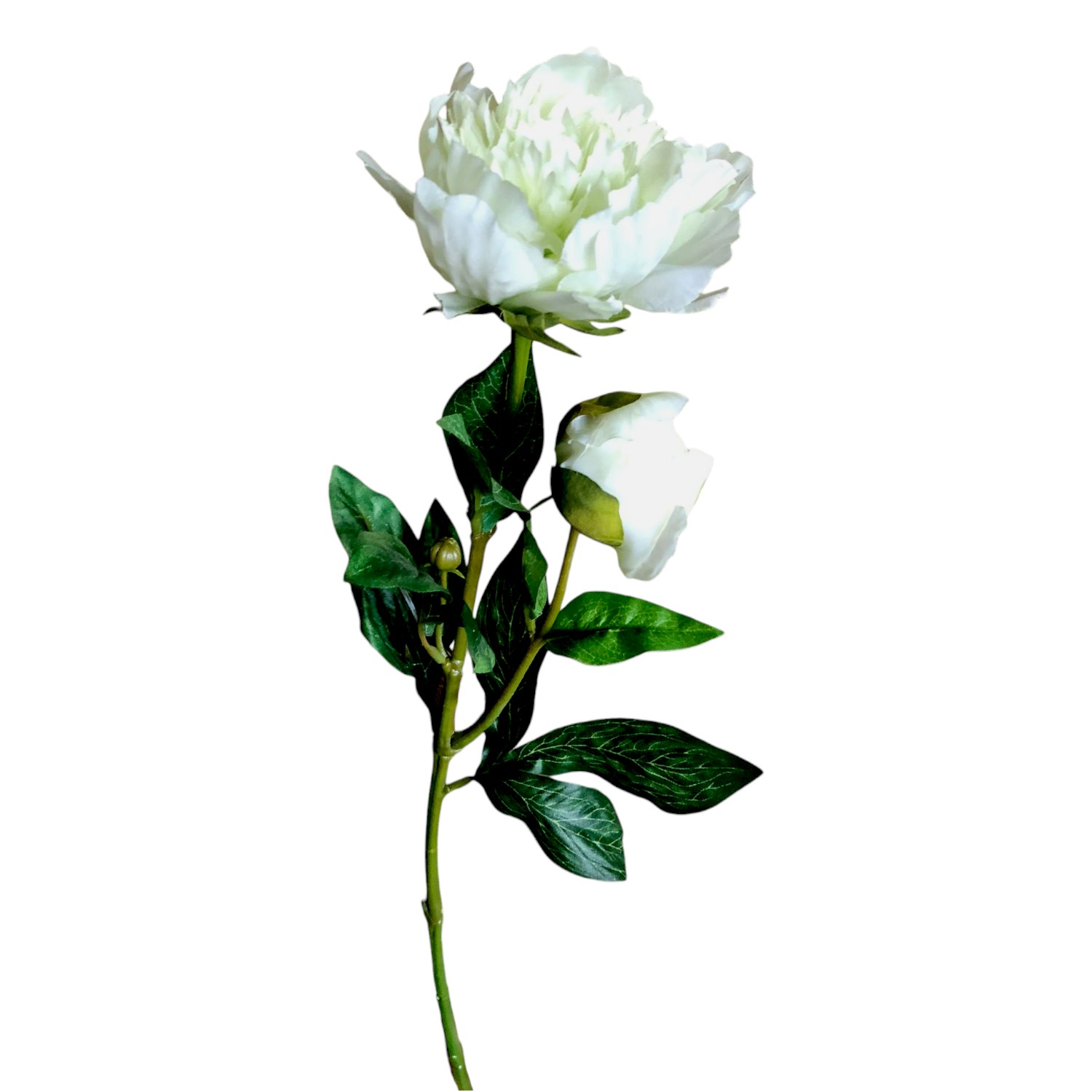 PEONY *2 VARA