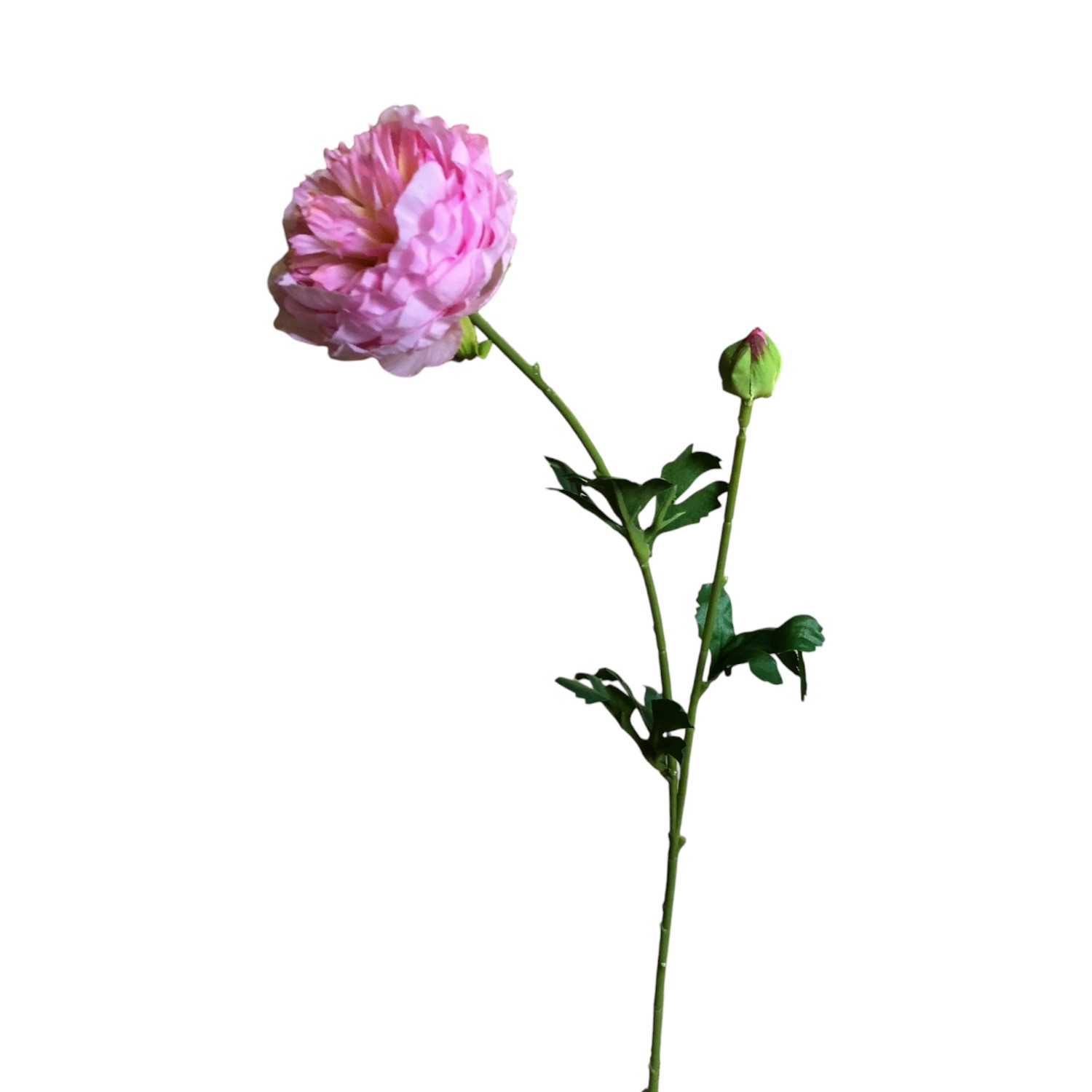 PEONIA VARA