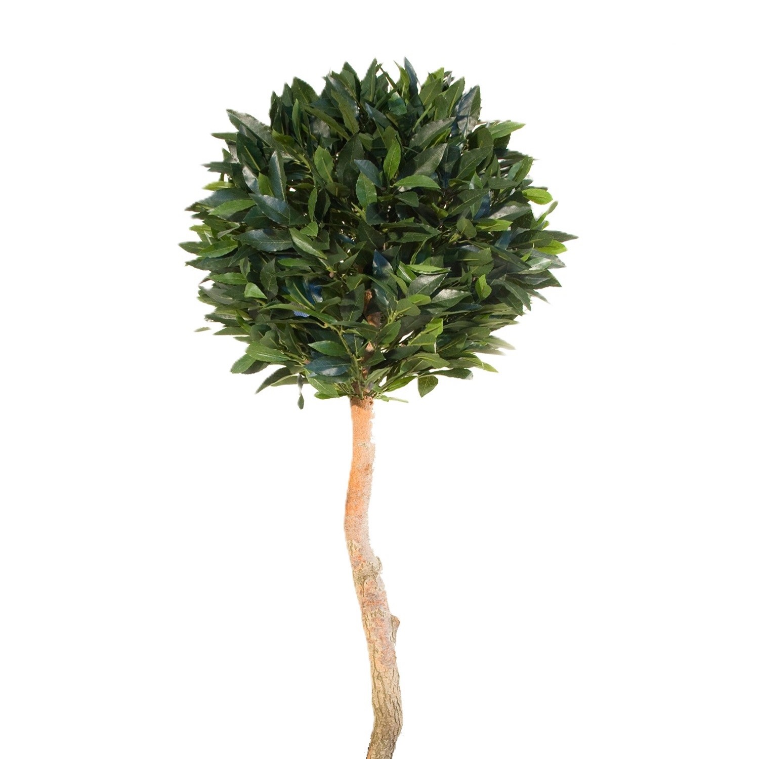 MONTAJE LAUREL BOLA 1.20M.