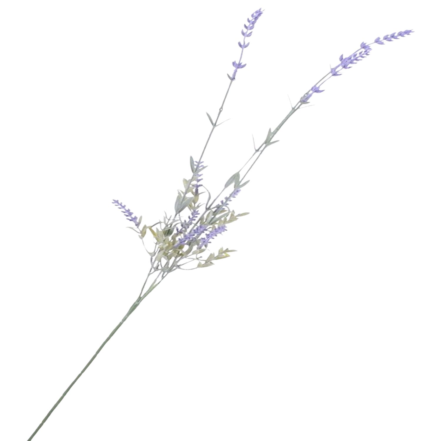 LAVANDA RAMA