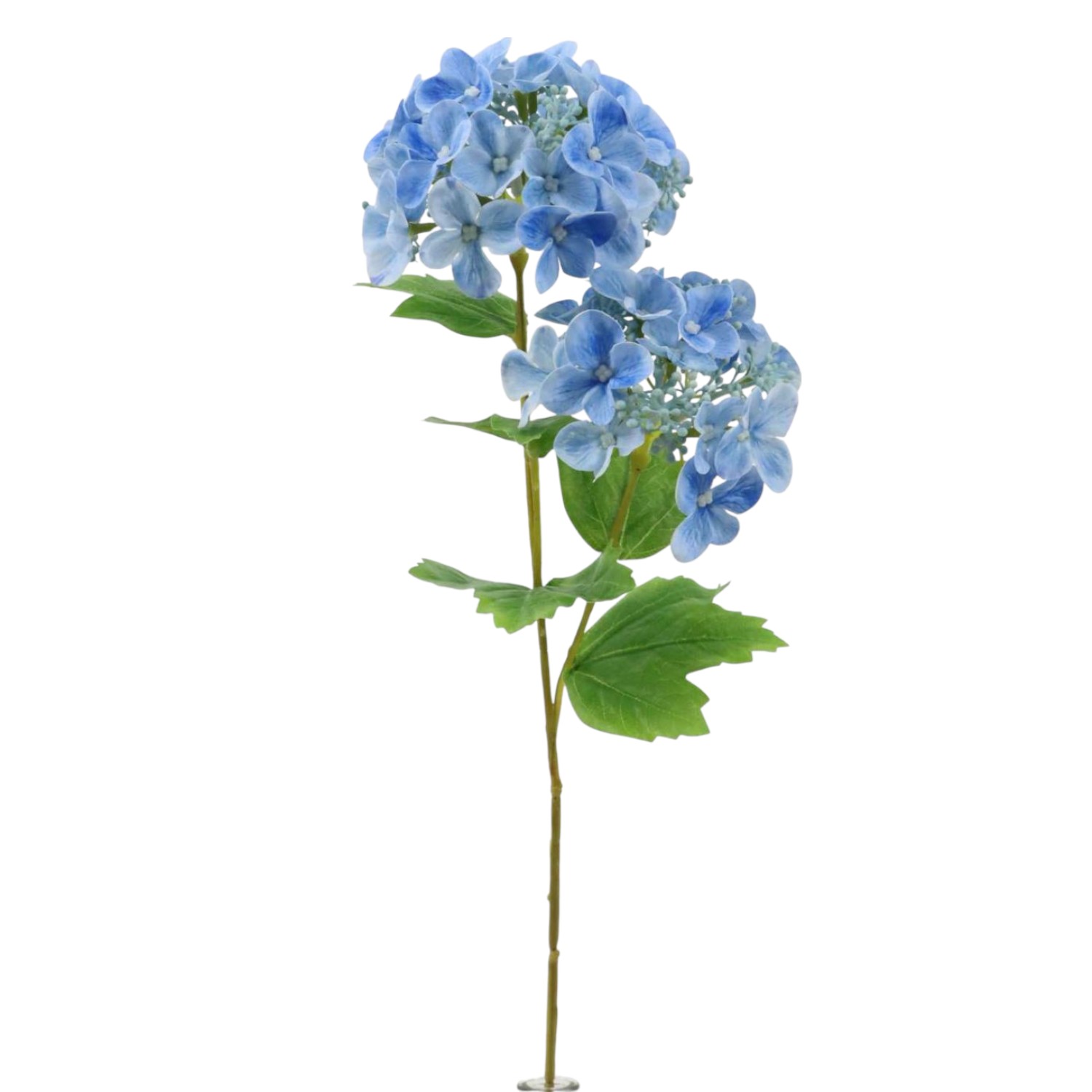 HYDRANGEA CON HOJA