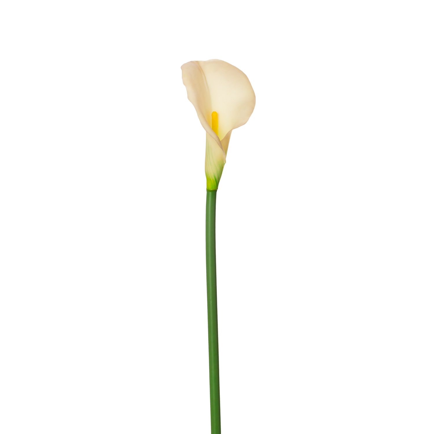 CALLA LILY