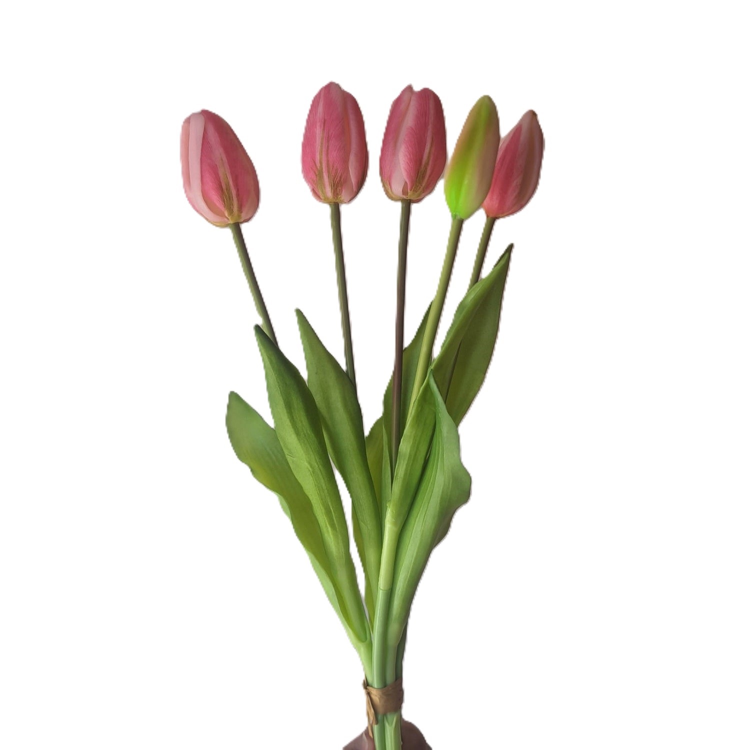 TULIPAN 5 CABEZAS