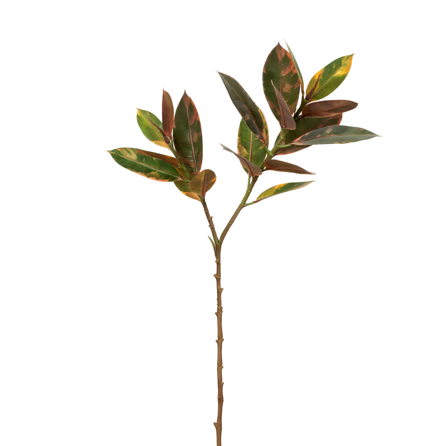 ficus-maneli-flor