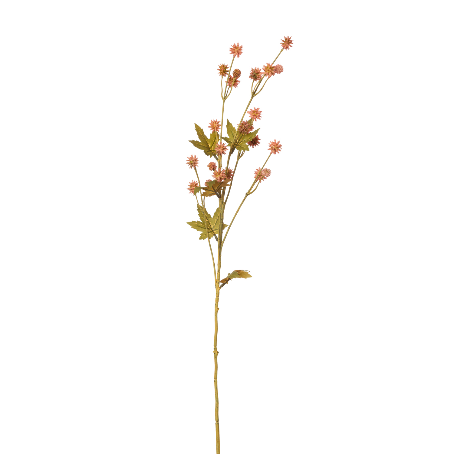 SANICULA RAMA