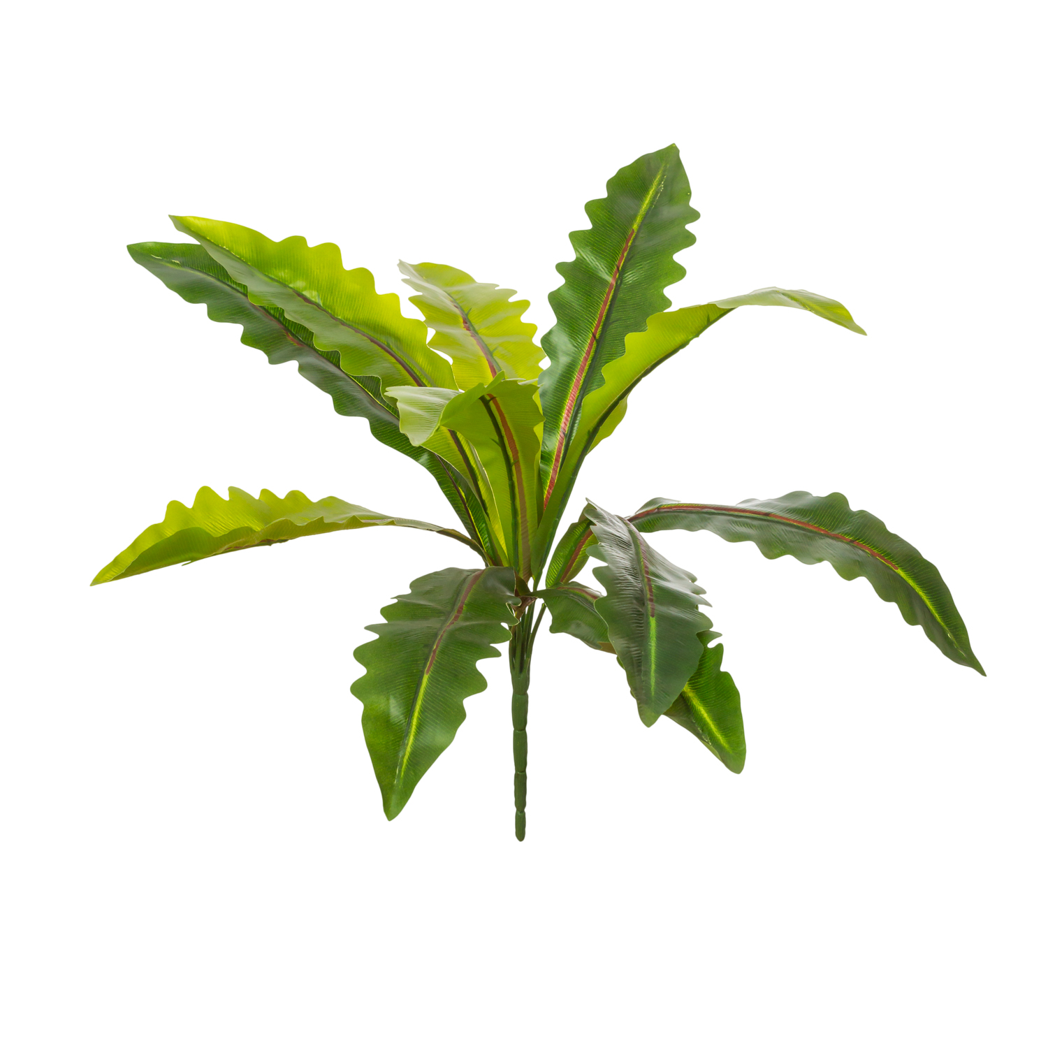 asplenium-maneli-flor