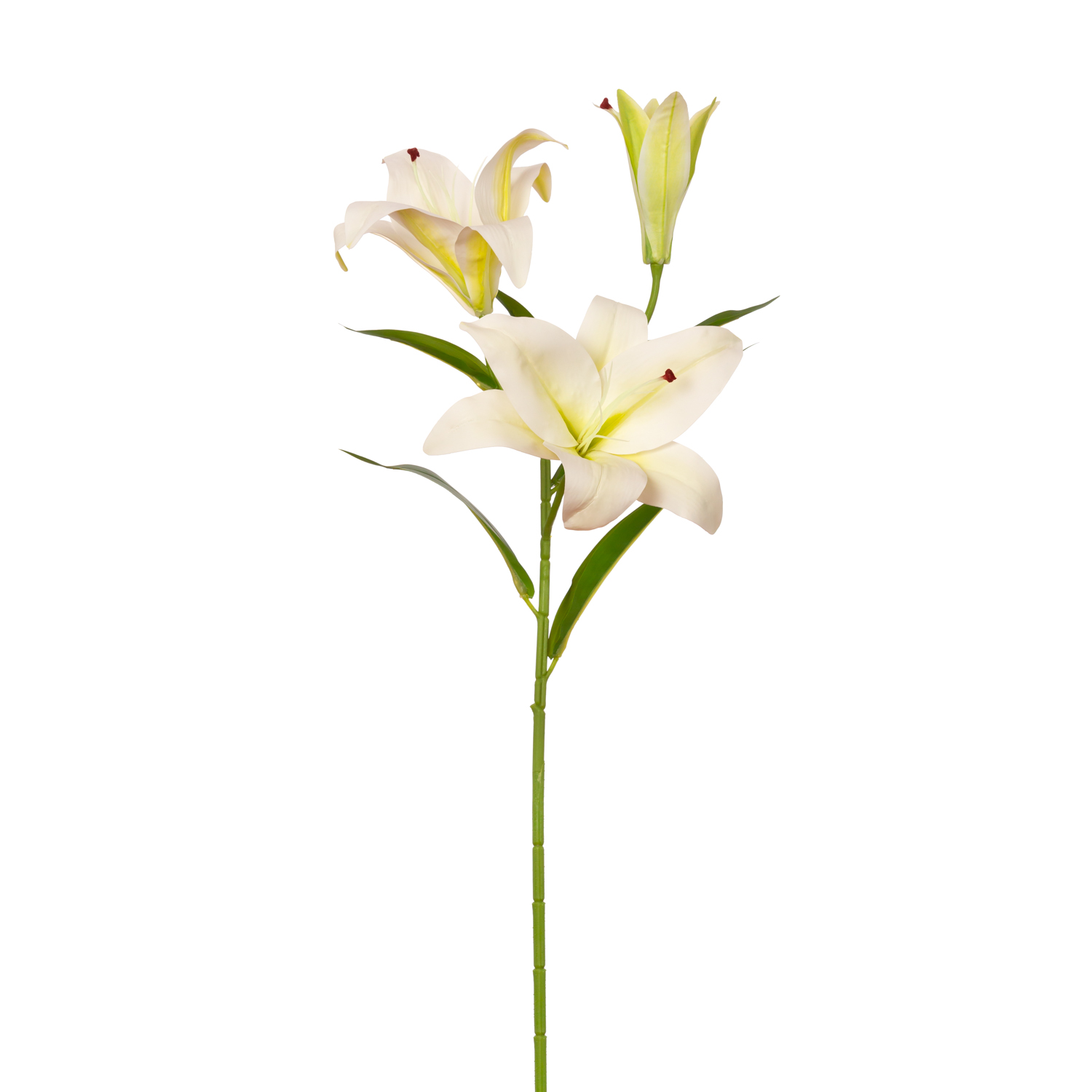 LILIUM BLANCO