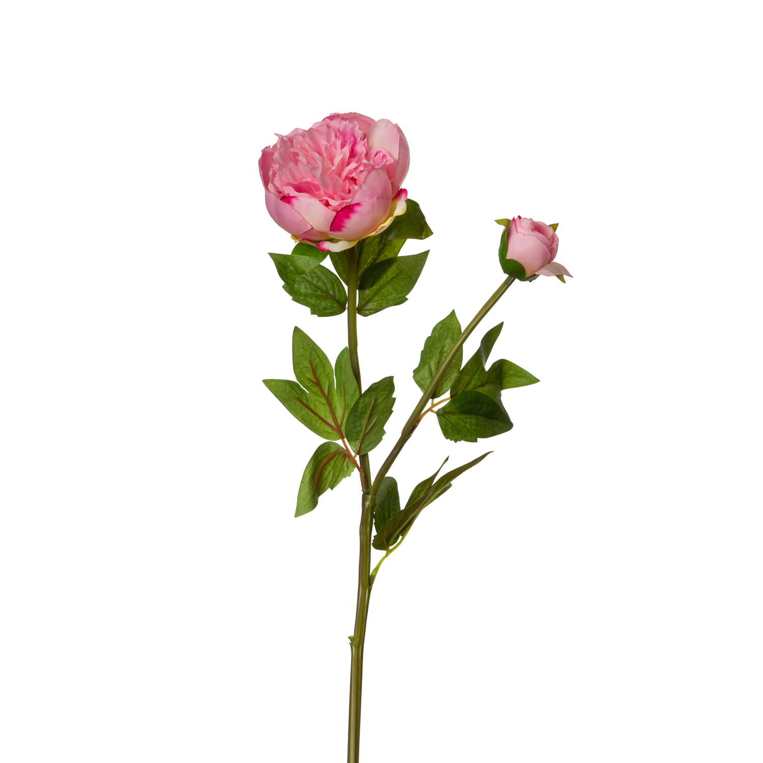 PEONIA VARA