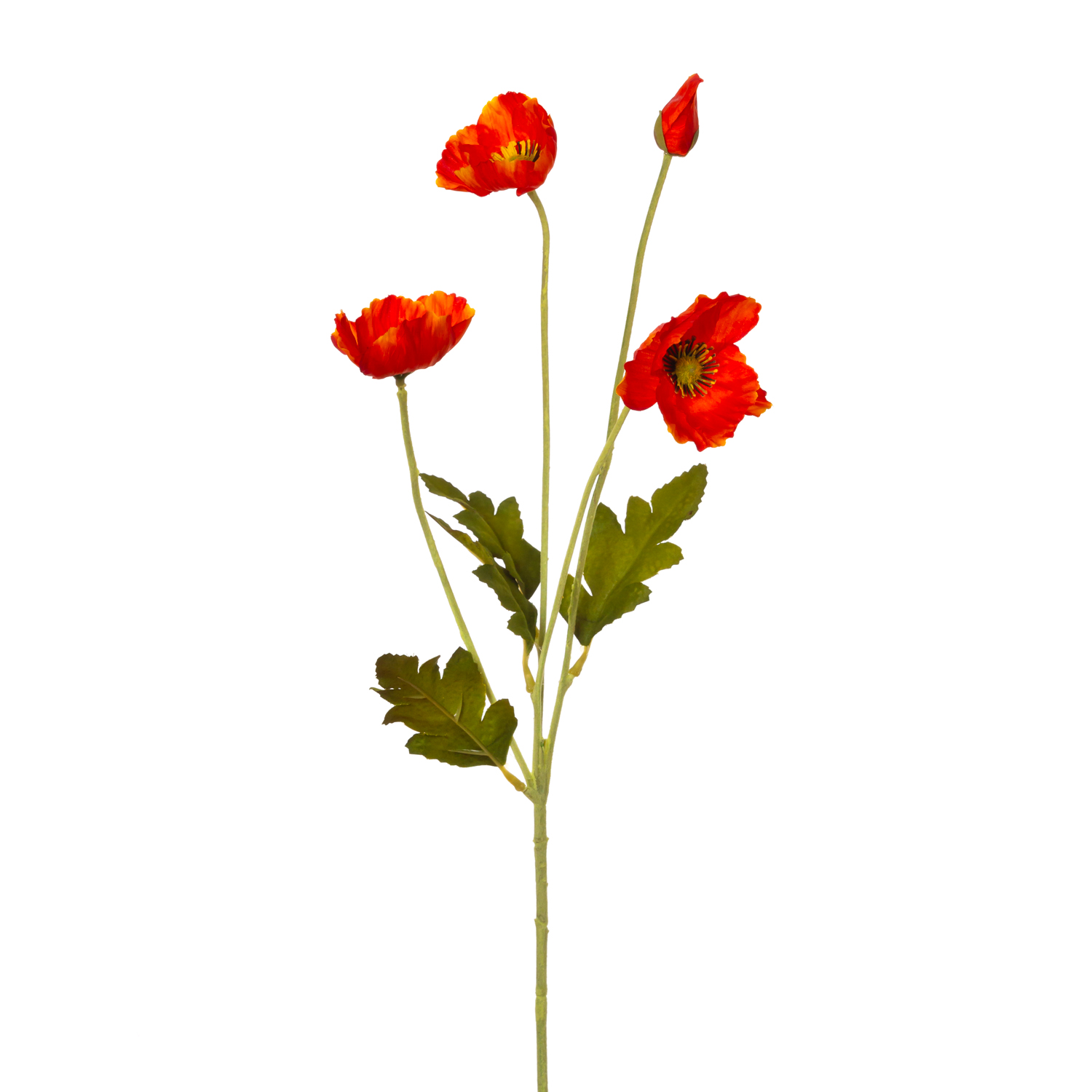 AMAPOLA