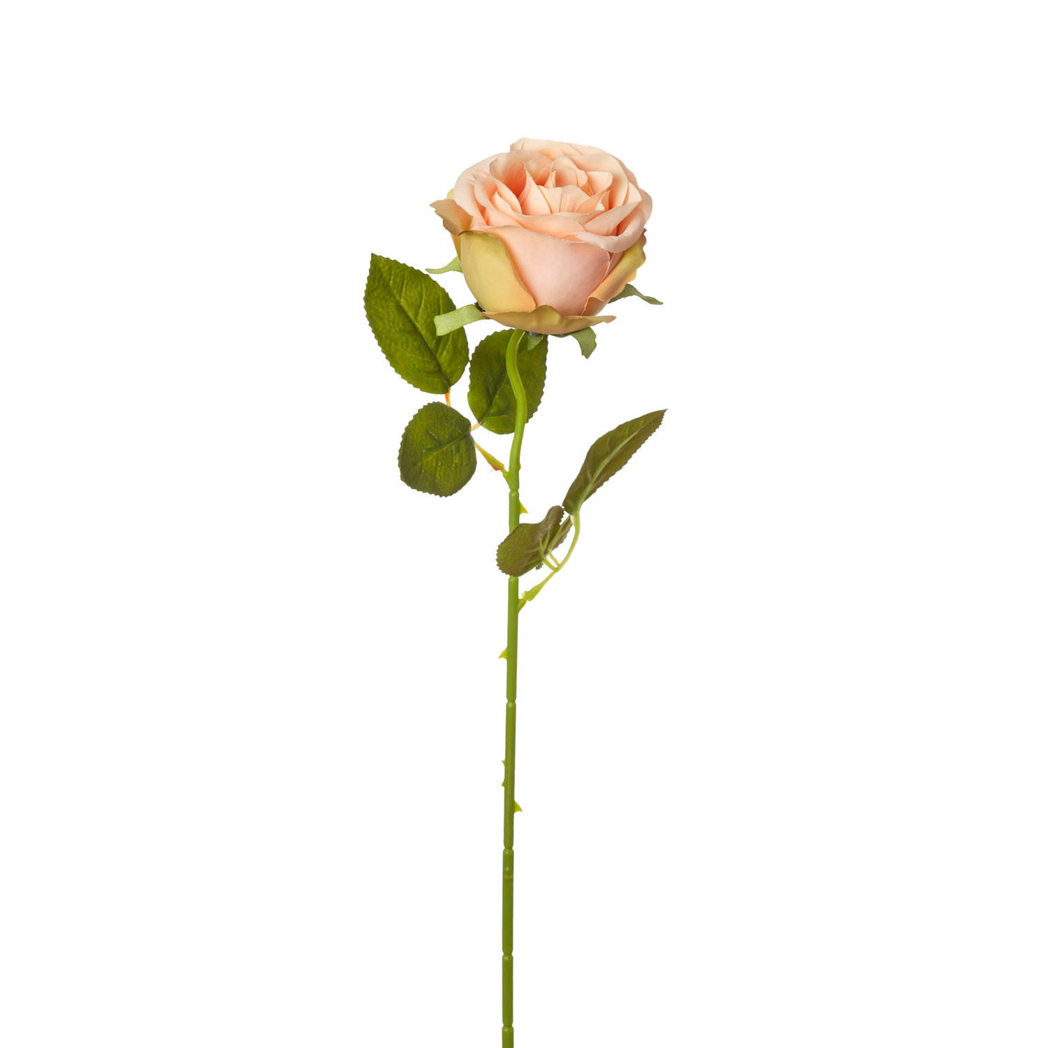 ROSA RAMA