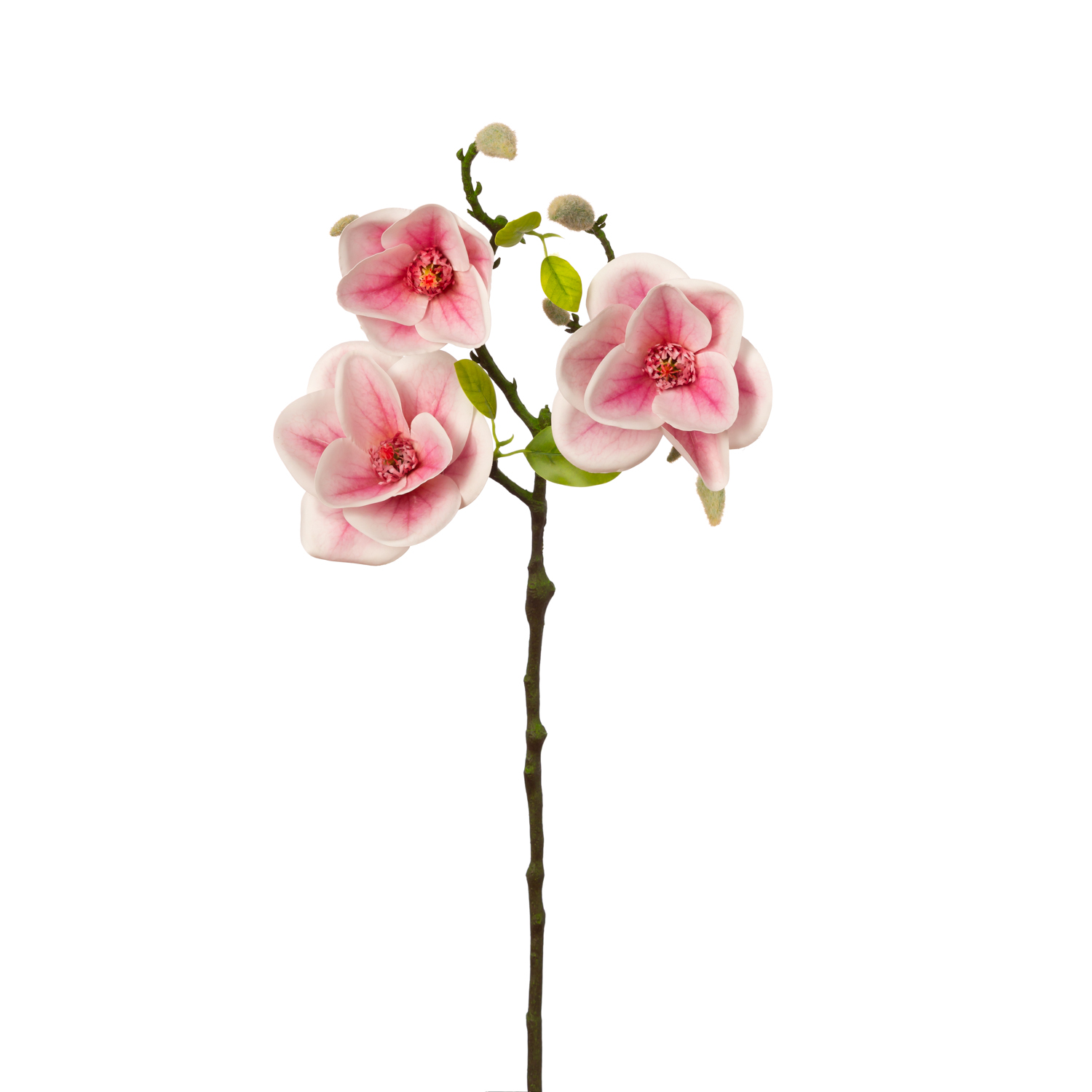 MAGNOLIA 3 CABEZAS
